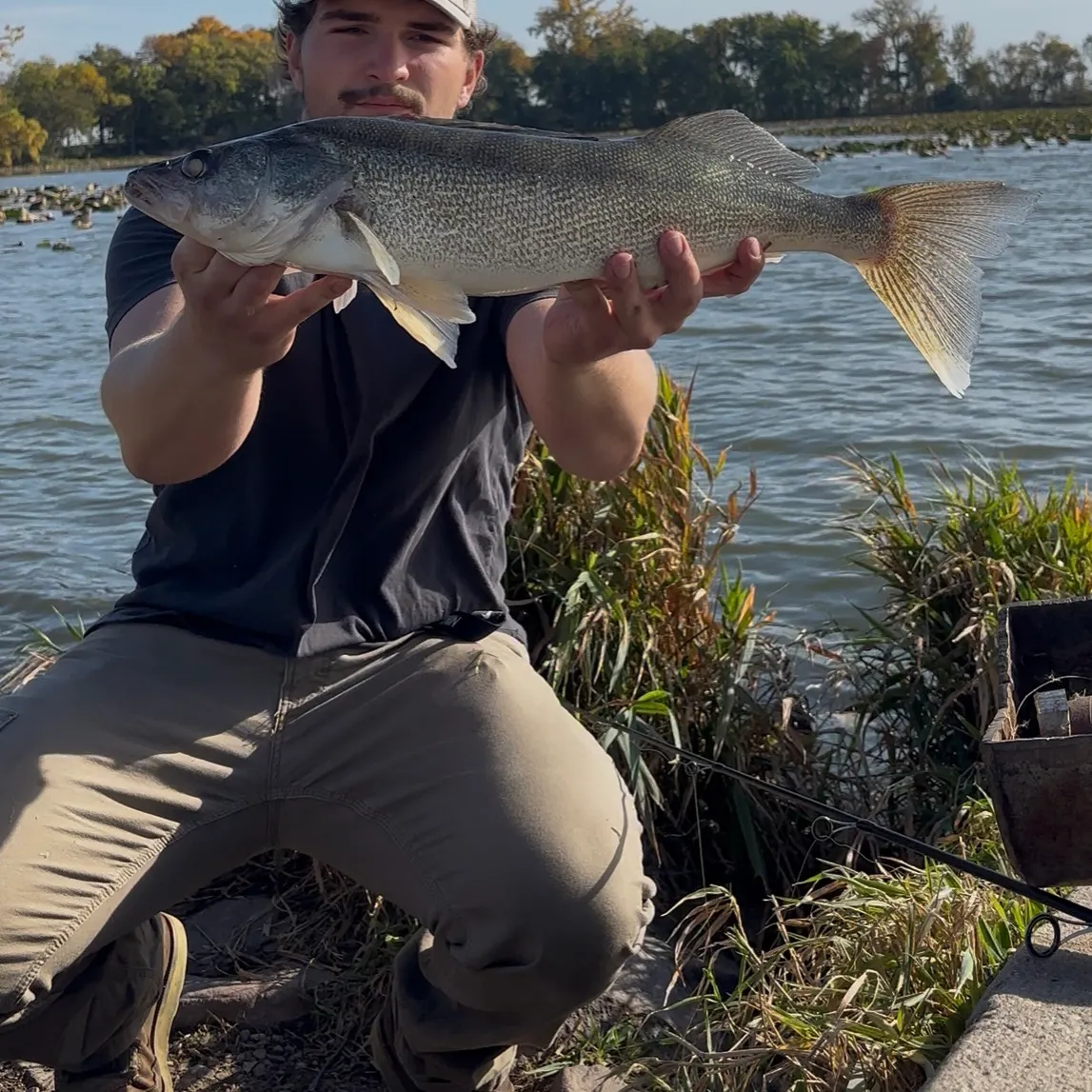 Walleye caught on Fishbrain