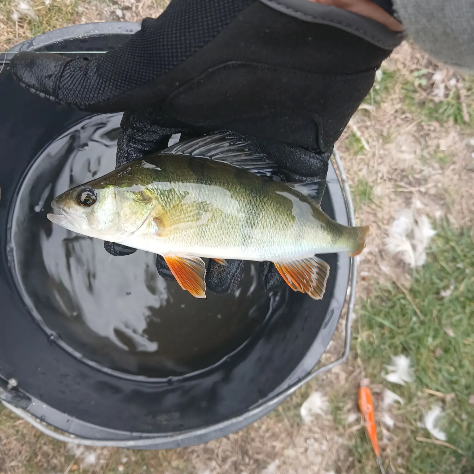 European perch caught on Fishbrain
