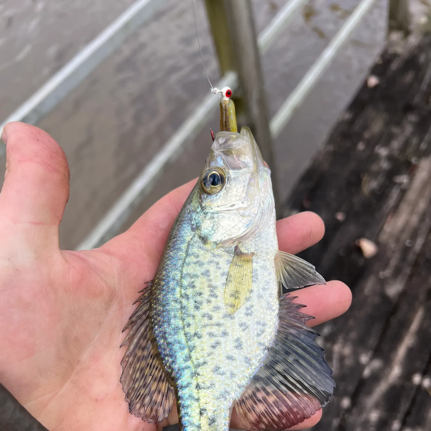 Black crappie caught on Fishbrain