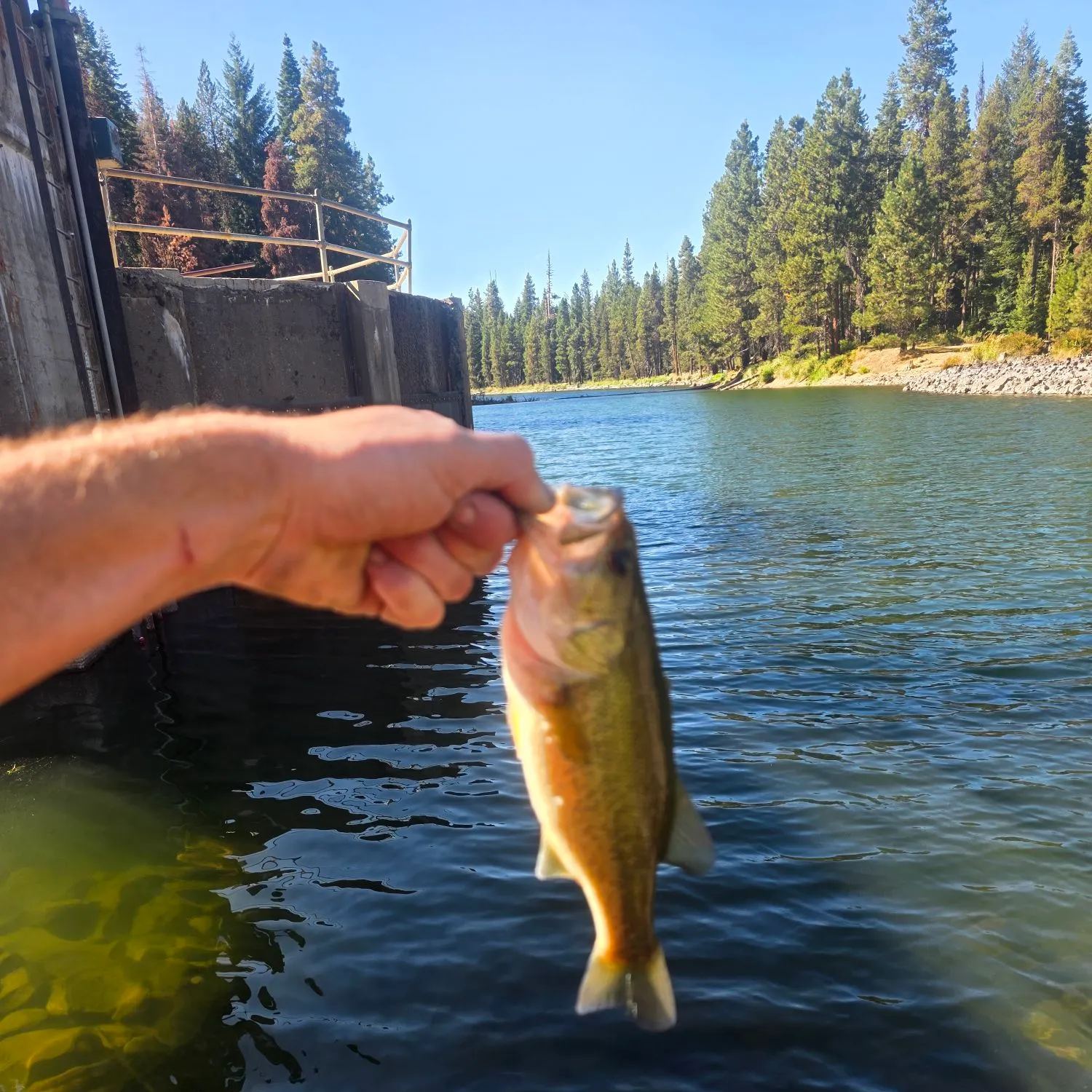 Northern pikeminnow caught on Fishbrain