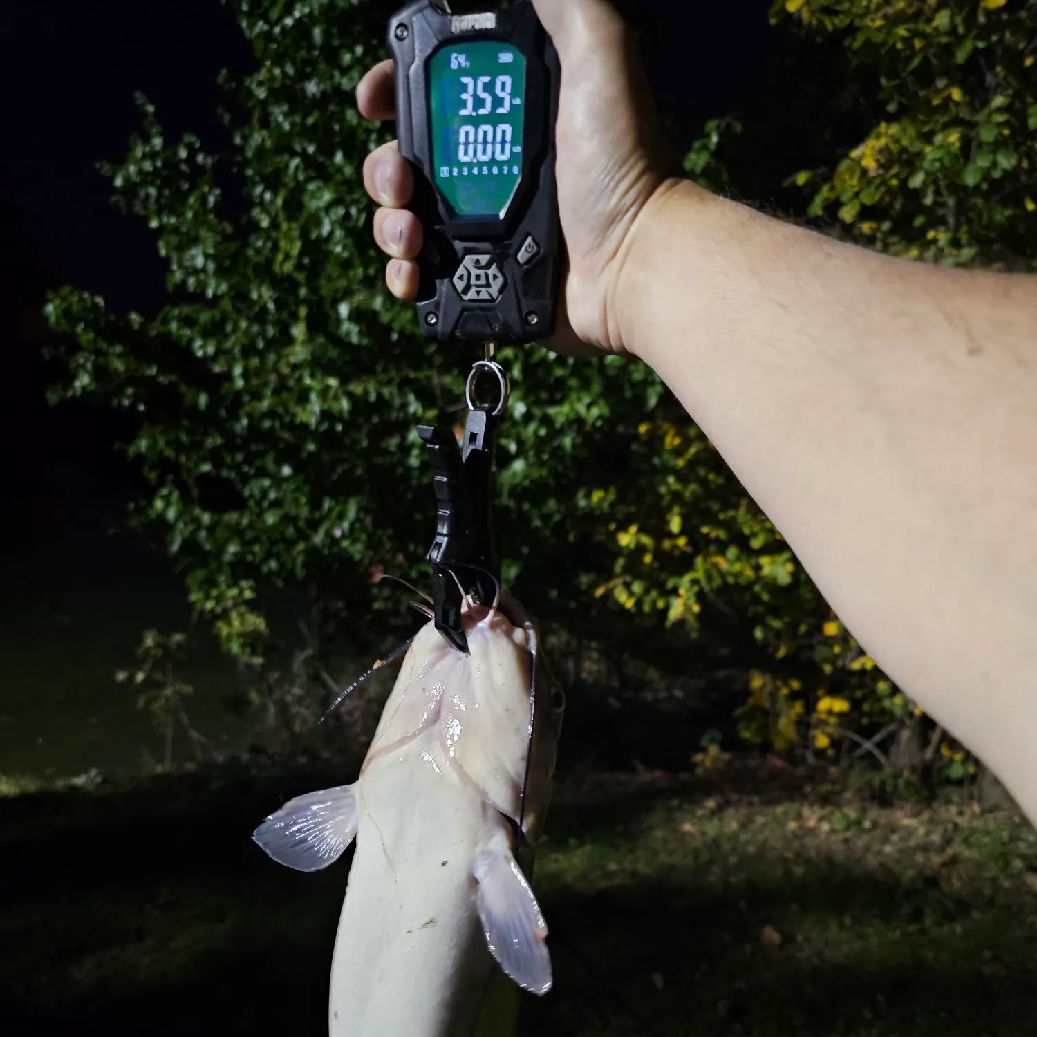 Channel catfish caught on Fishbrain