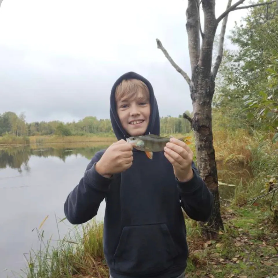 European perch caught on Fishbrain