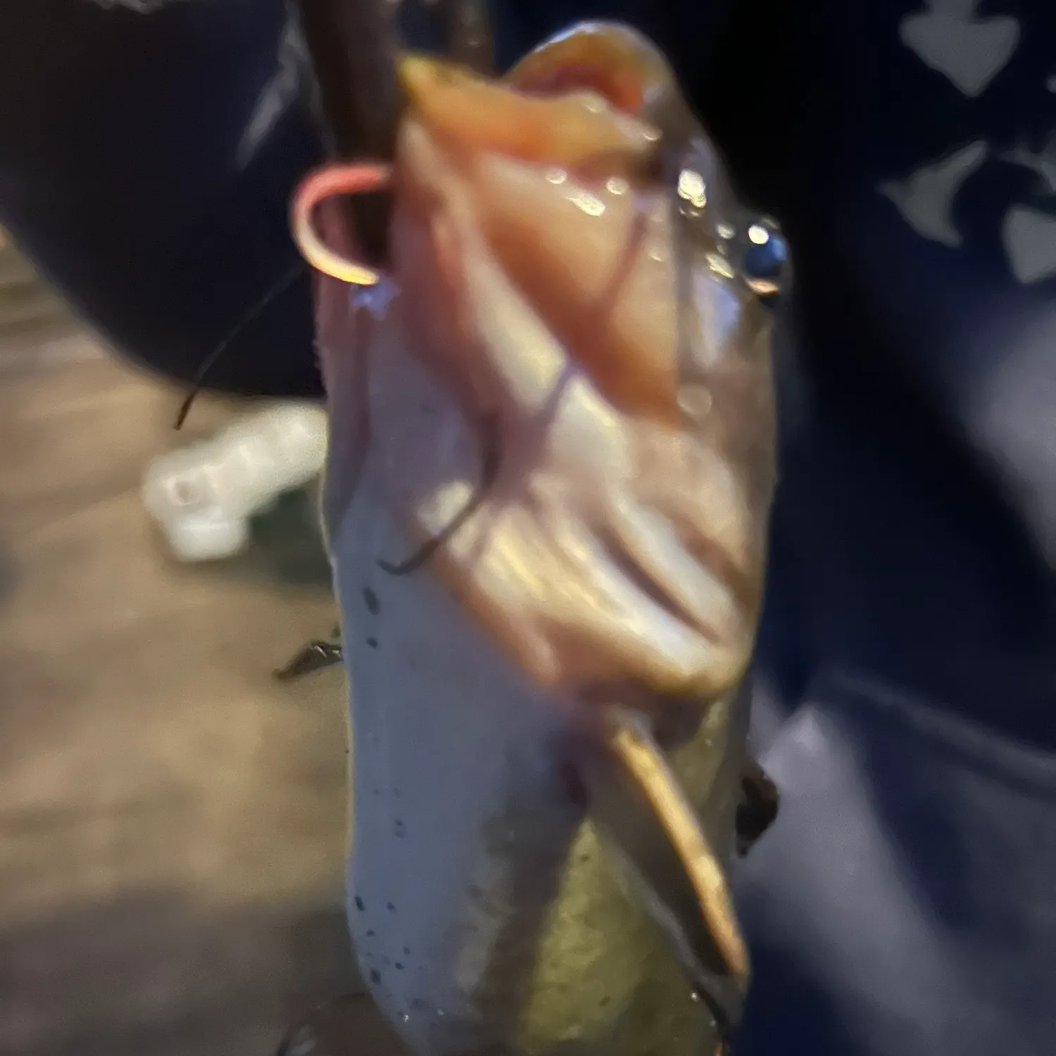 Black bullhead caught on Fishbrain