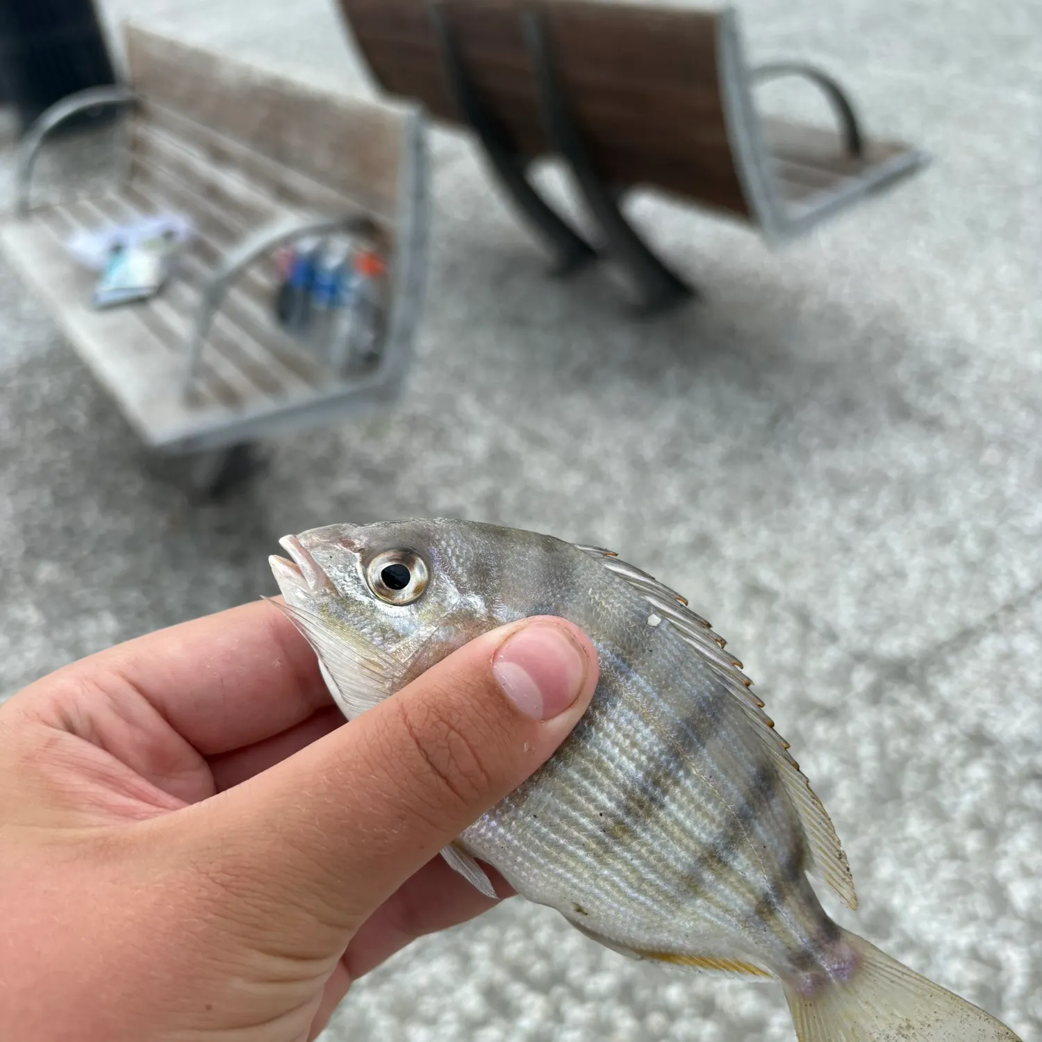 Pinfish caught on Fishbrain