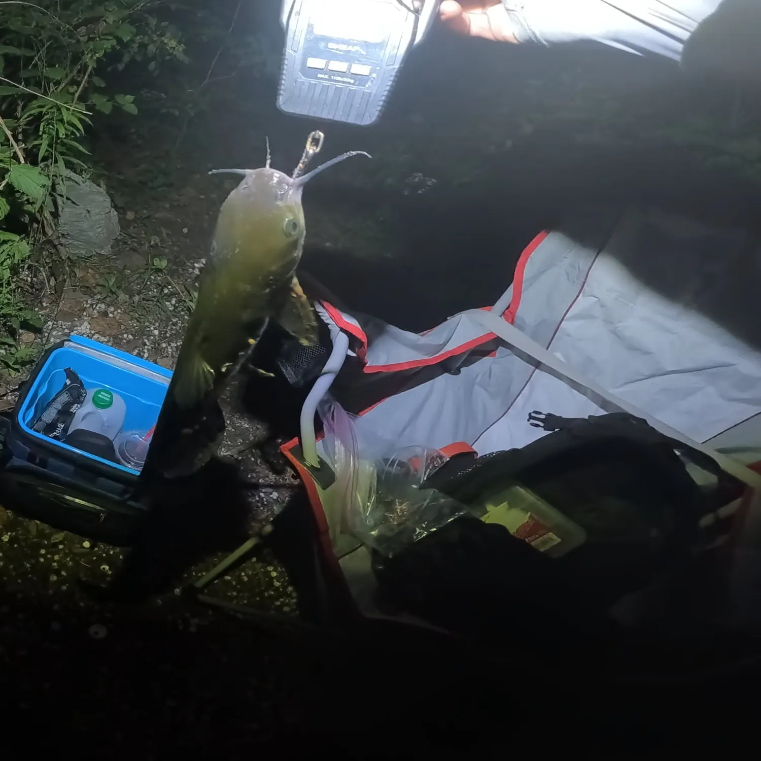 Channel catfish caught on Fishbrain