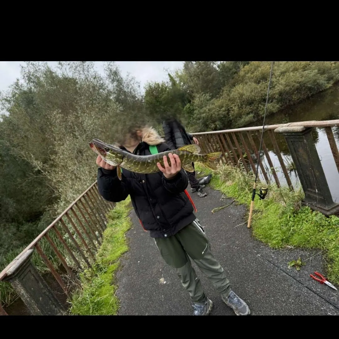 Northern pike caught on Fishbrain