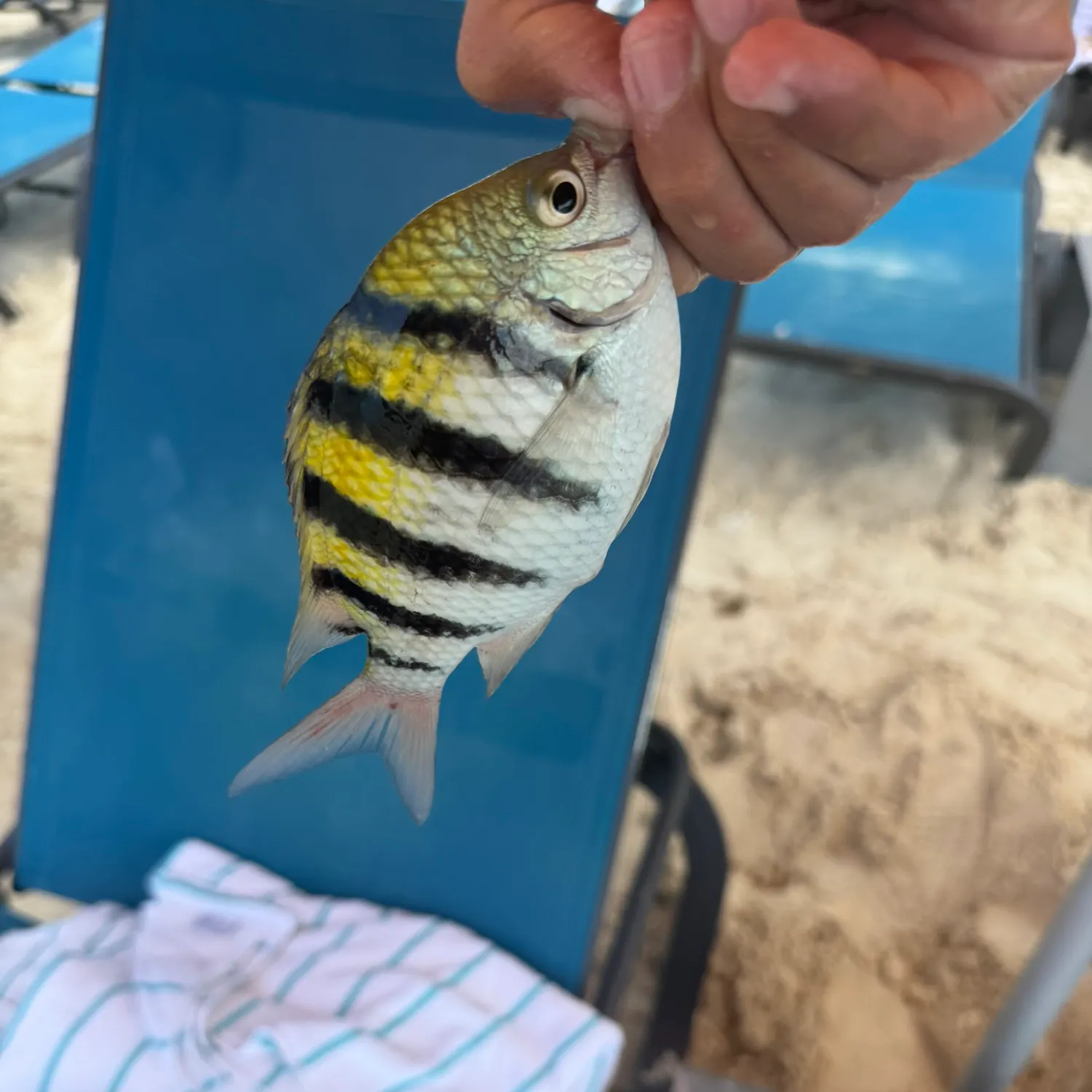 Sergeant-major caught on Fishbrain