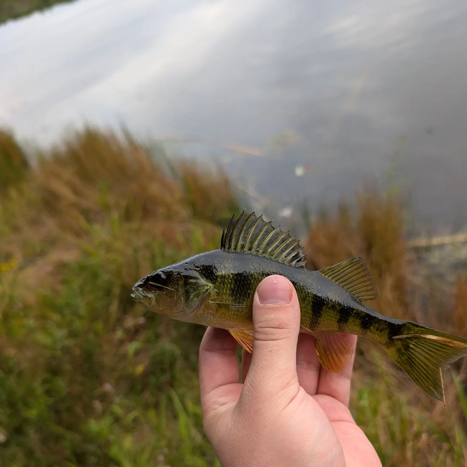 Yellow perch caught on Fishbrain