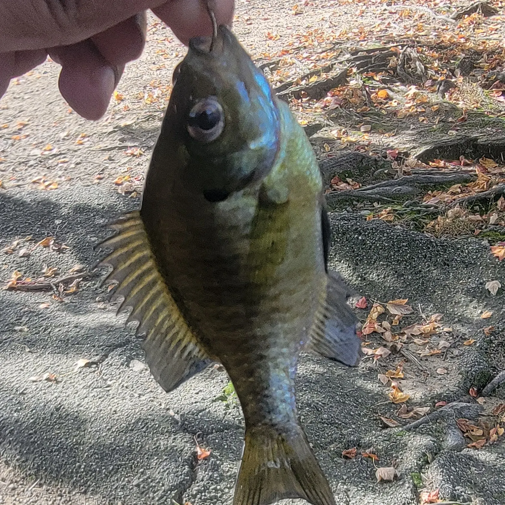 Bluegill caught on Fishbrain