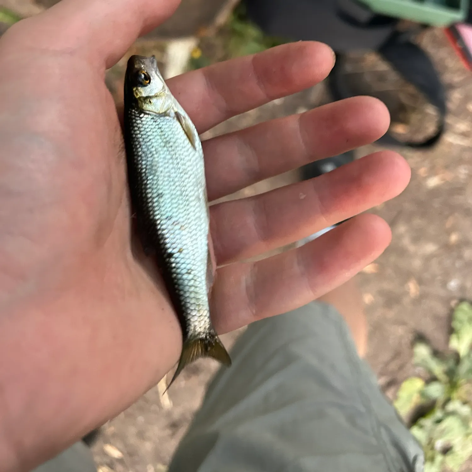 The most recent Common dace catches on Fishbrain