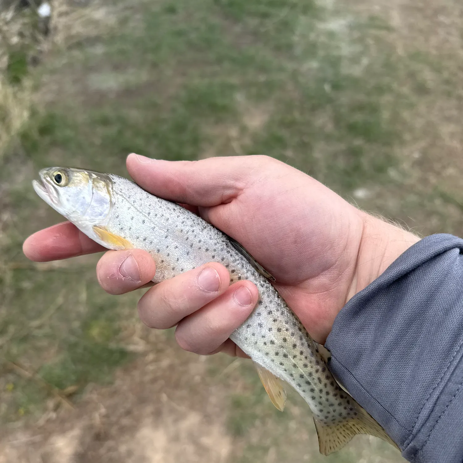 most liked catch image