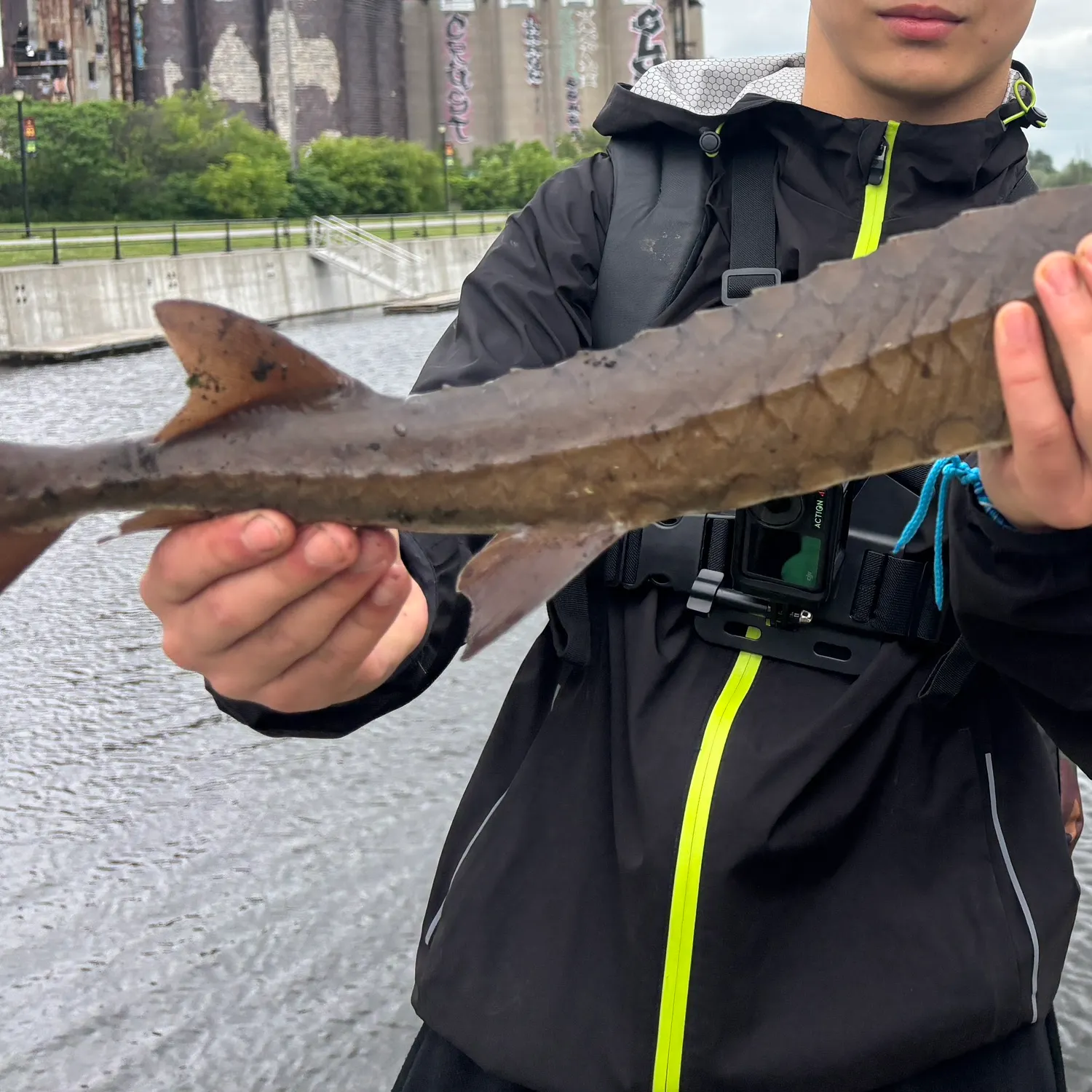 The most recent Lake sturgeon catches on Fishbrain