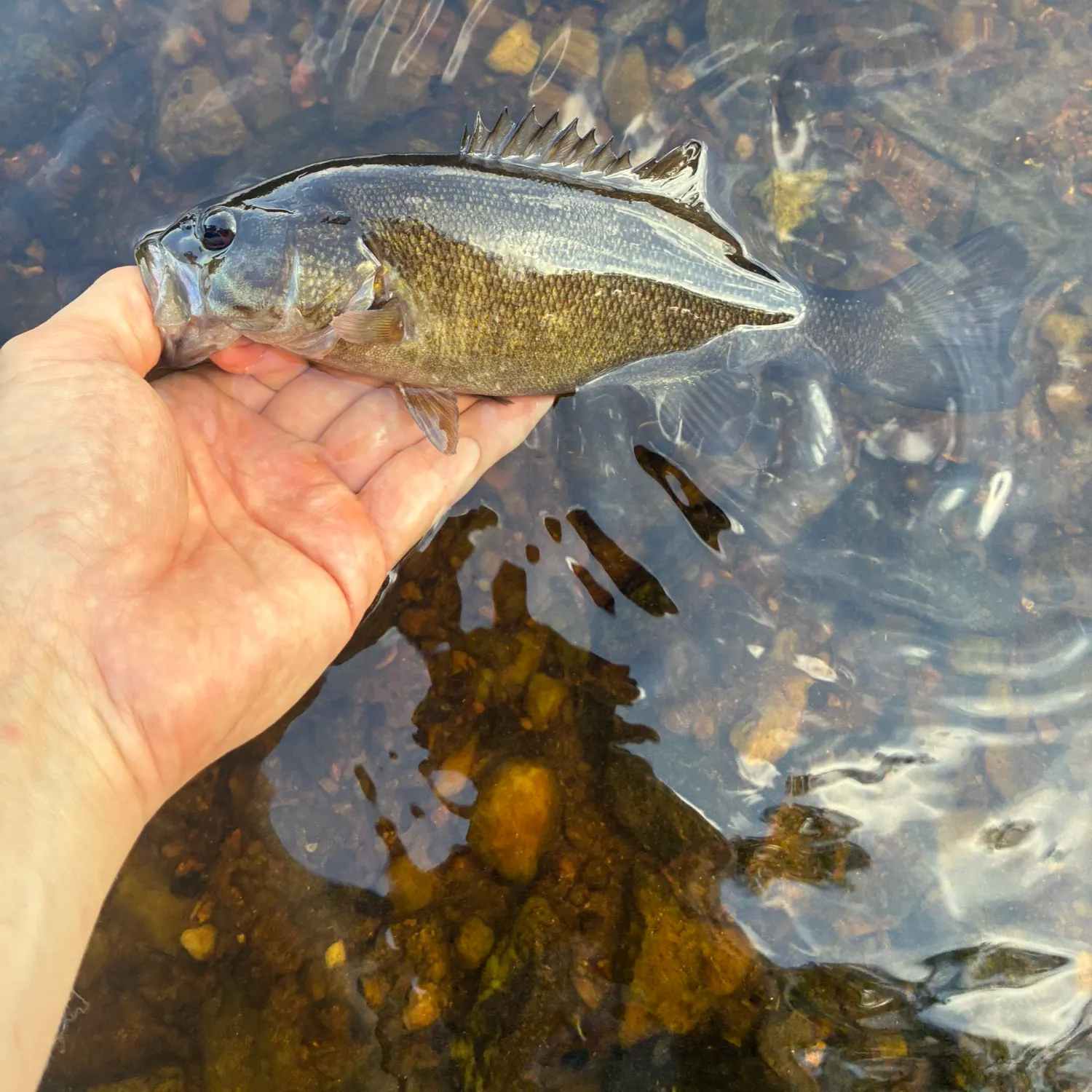 Smallmouth bass caught on Fishbrain