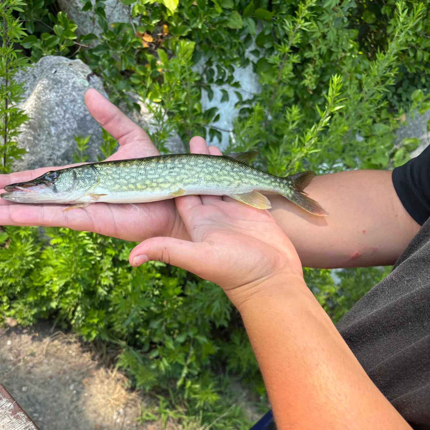 catch