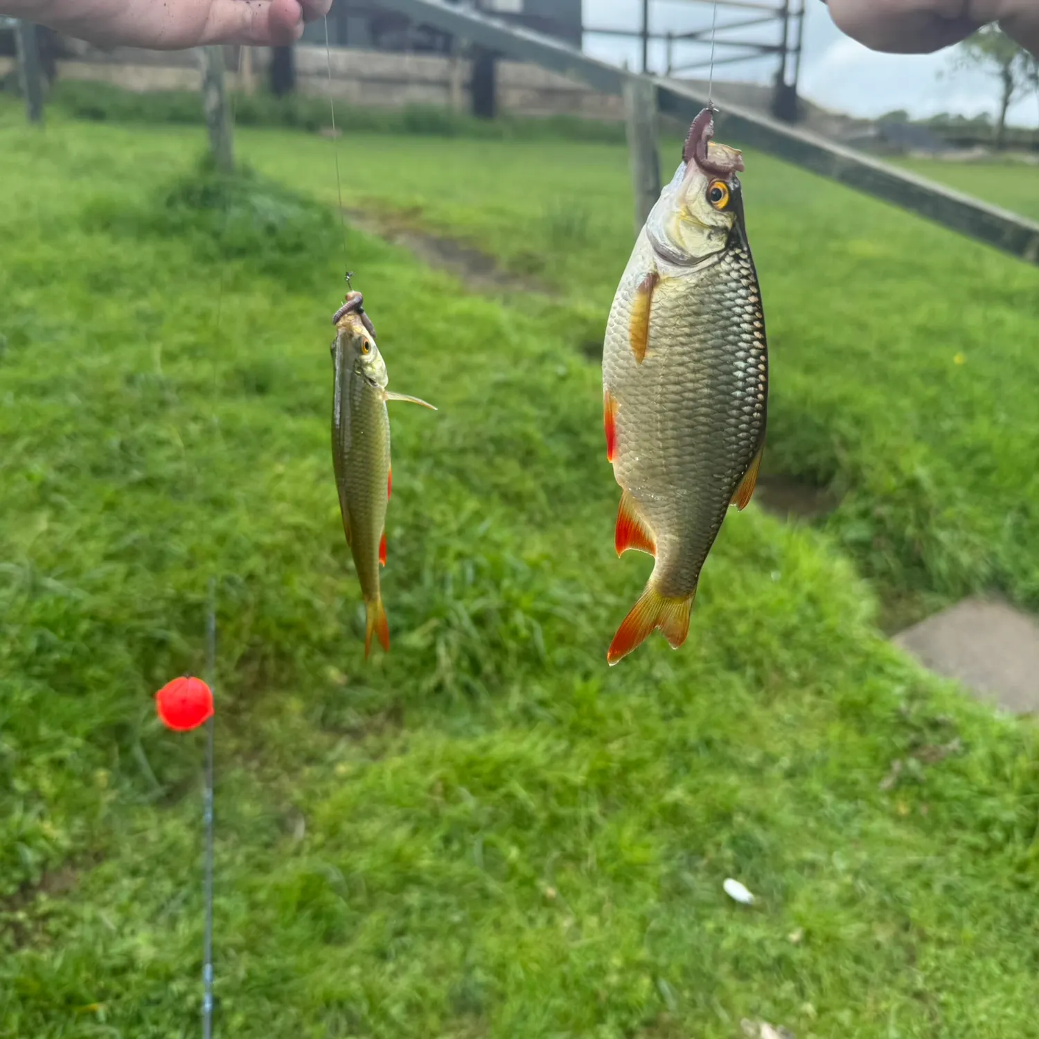 Common rudd caught on Fishbrain
