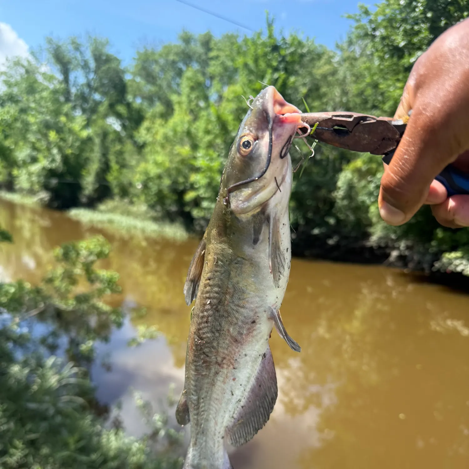 catch