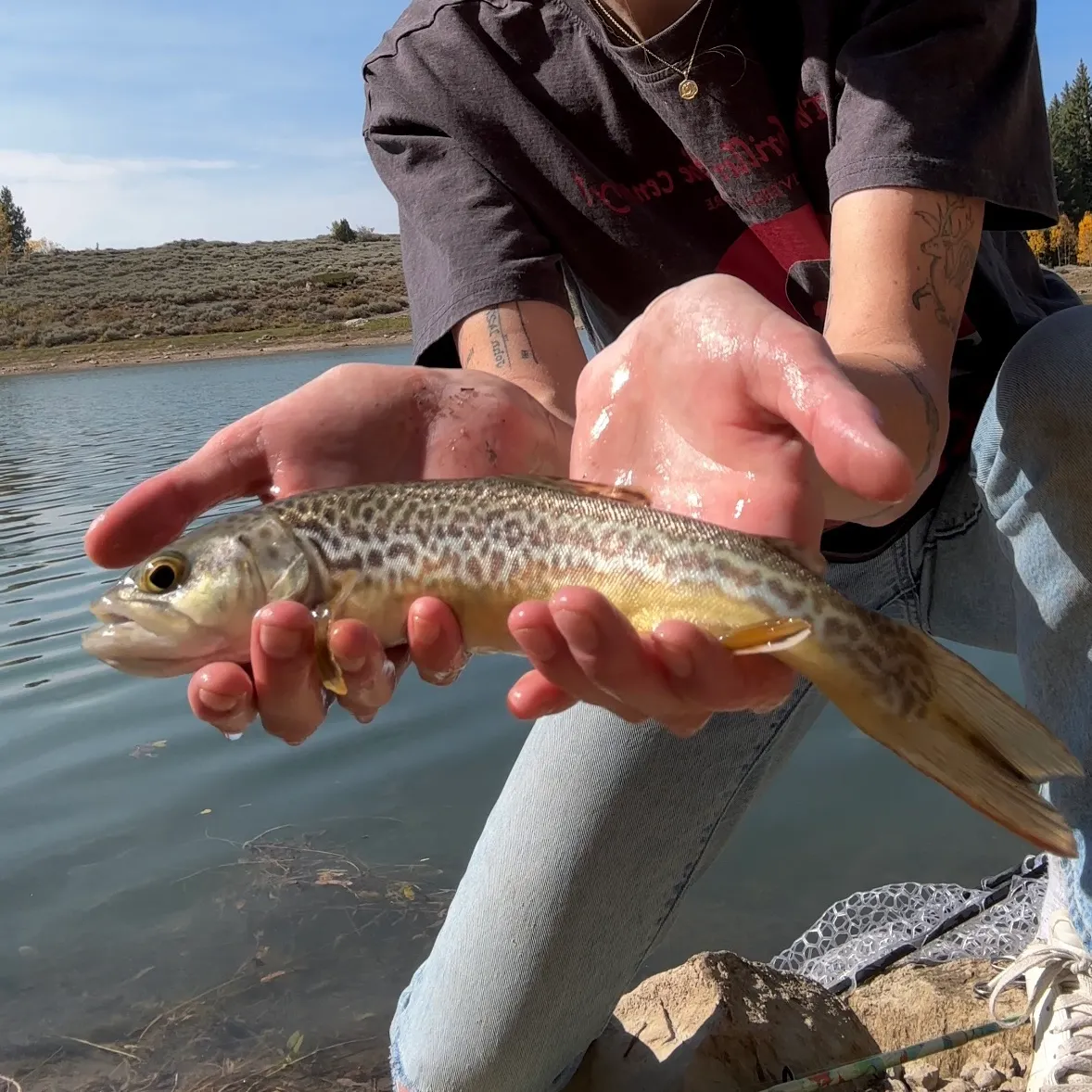 Tiger trout caught on Fishbrain
