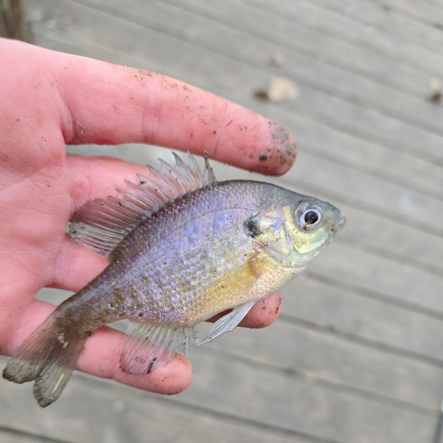 The most recent Bluegill catches on Fishbrain