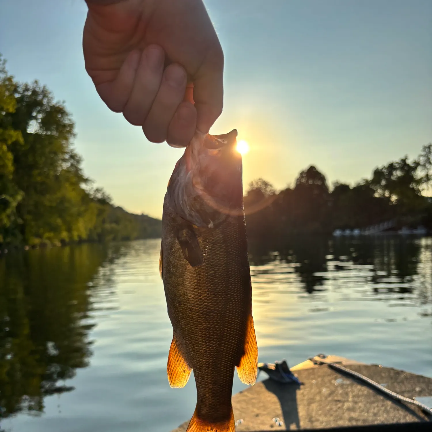Smallmouth bass caught on Fishbrain