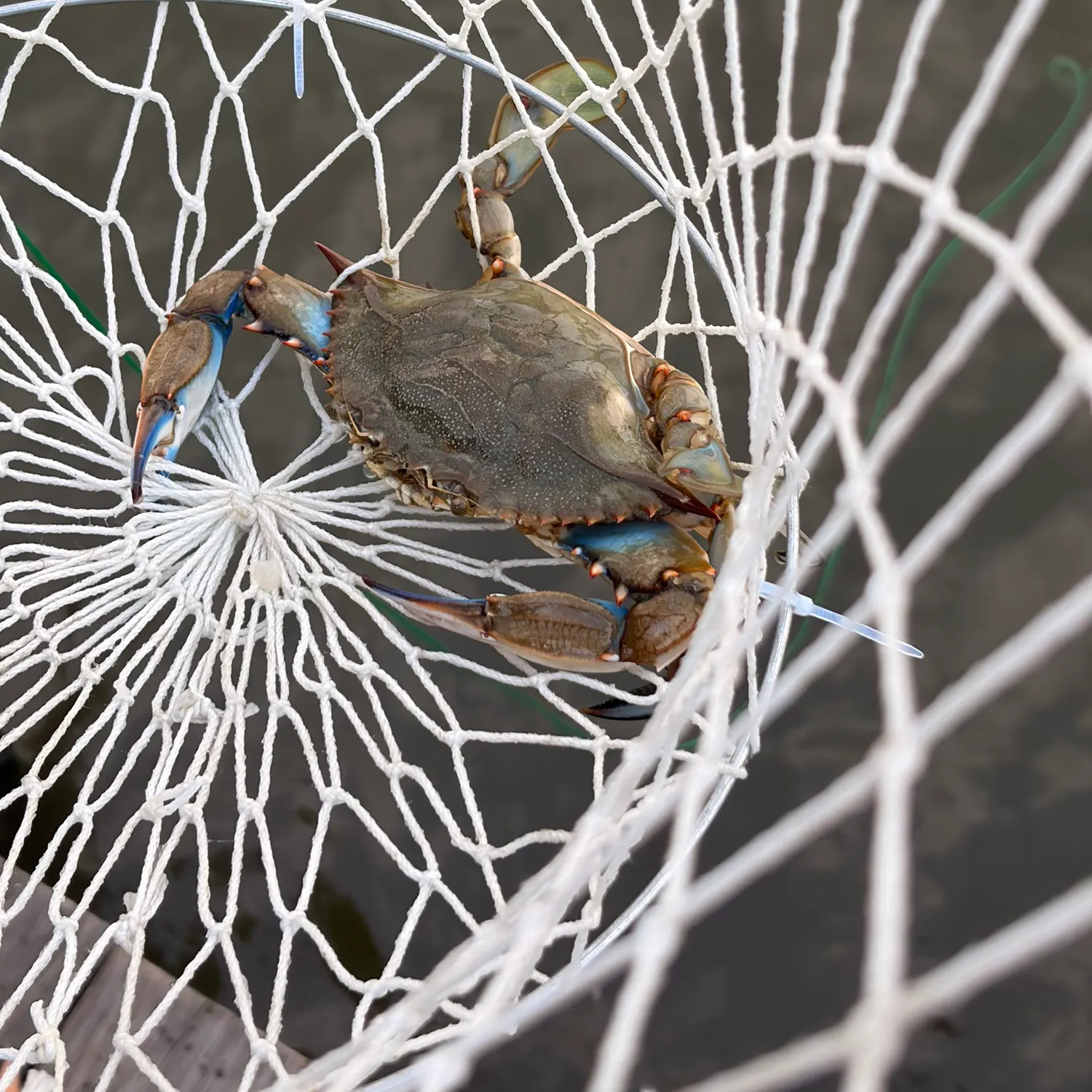 The most recent Blue crab catches on Fishbrain