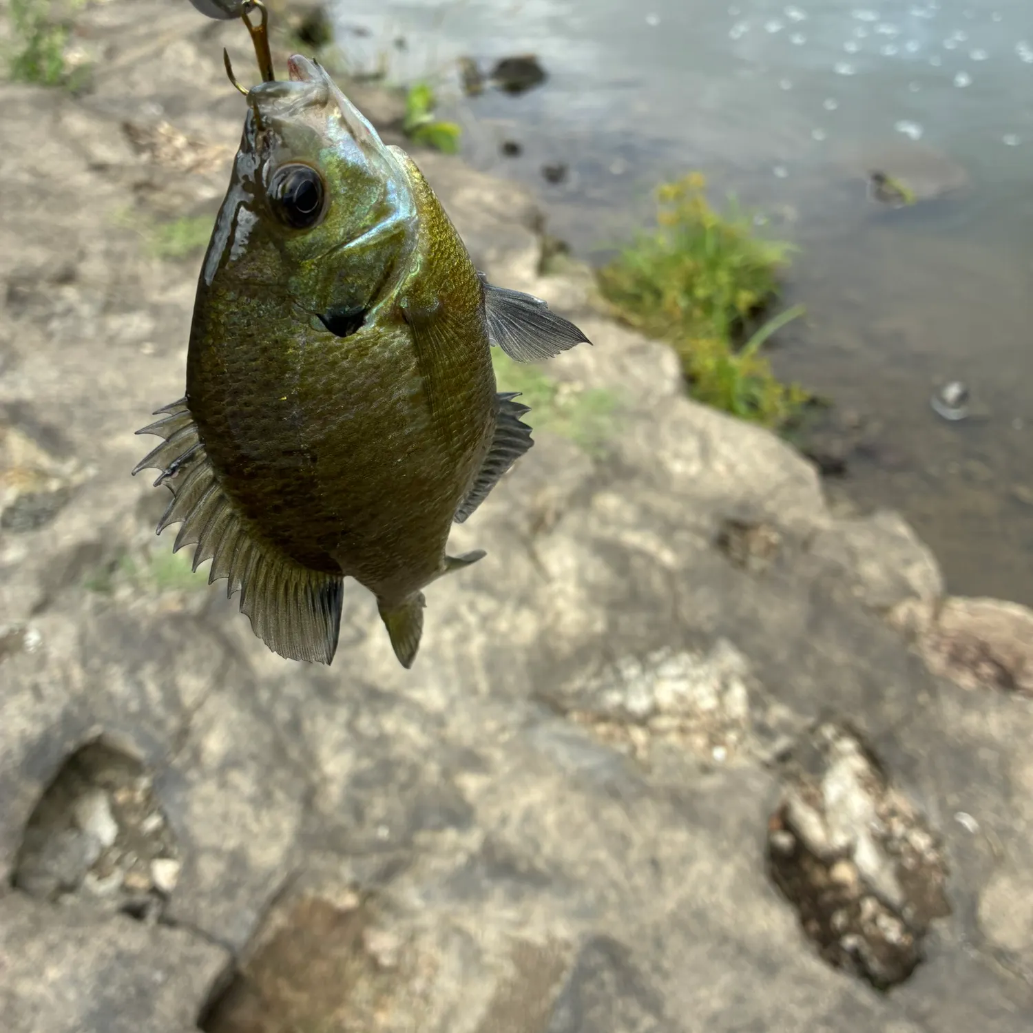Bluegill caught on Fishbrain