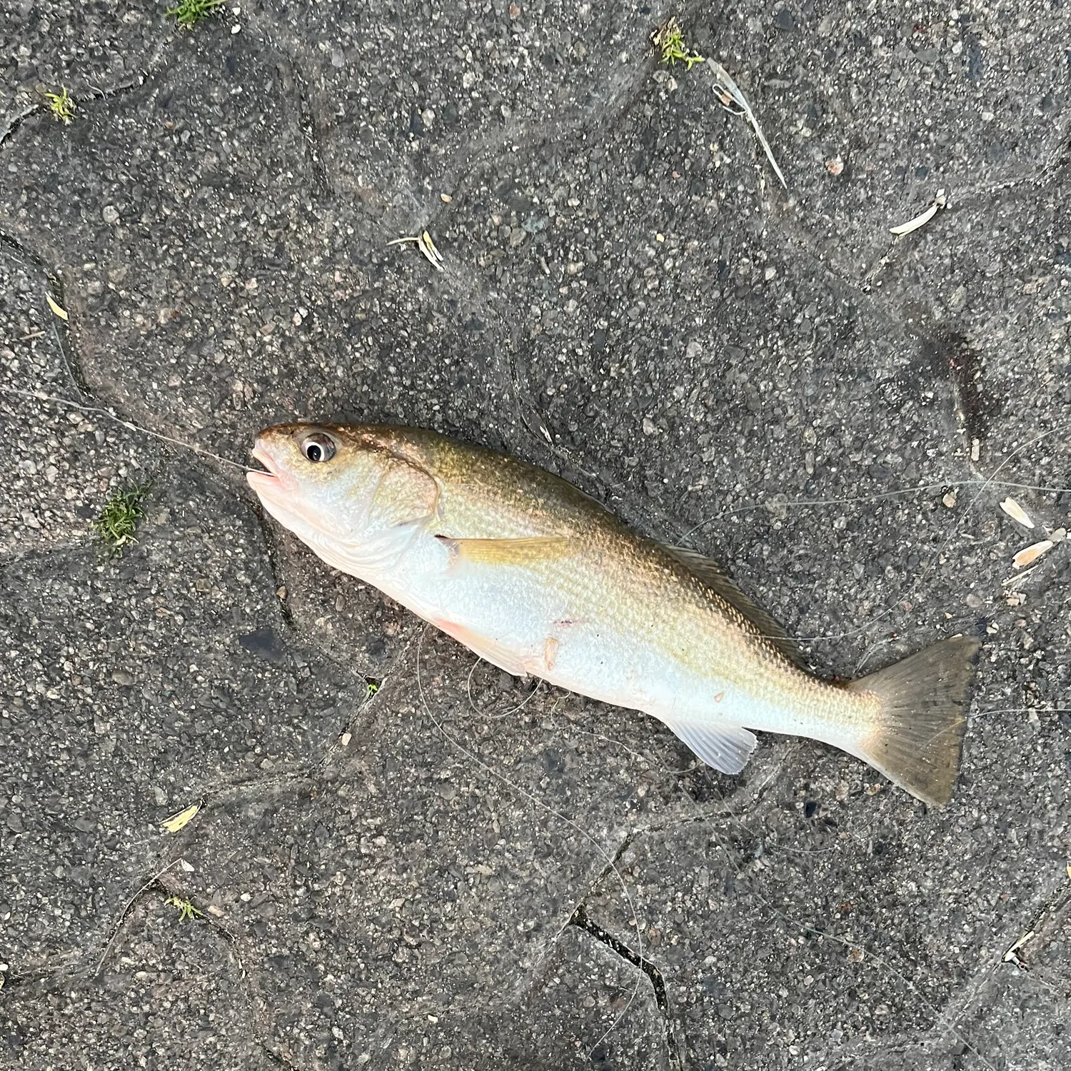 The most recent Yellowfin croaker catches on Fishbrain