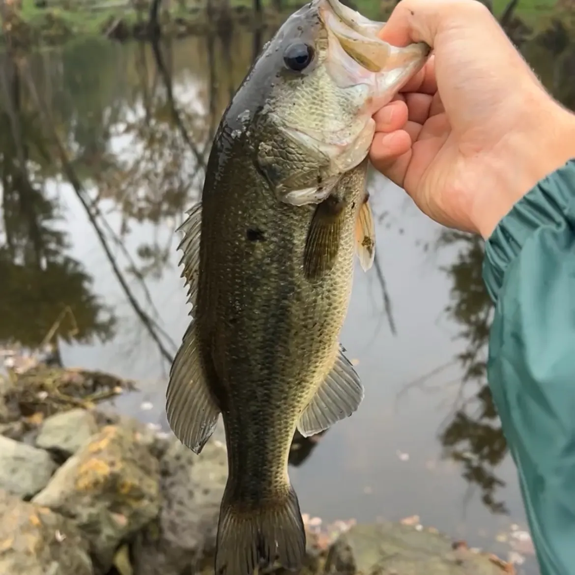 Largemouth bass caught on Fishbrain