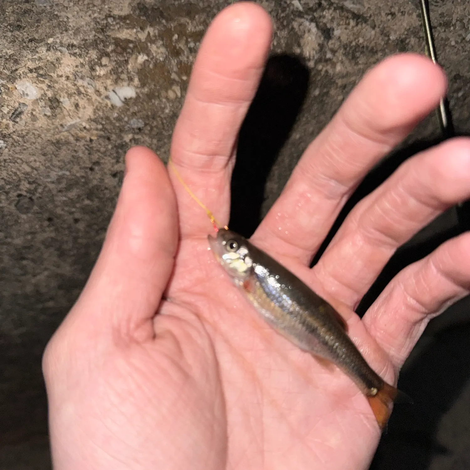 Rosyside dace caught on Fishbrain