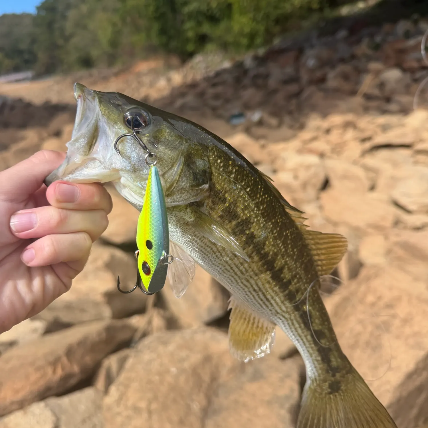 Spotted bass caught on Fishbrain
