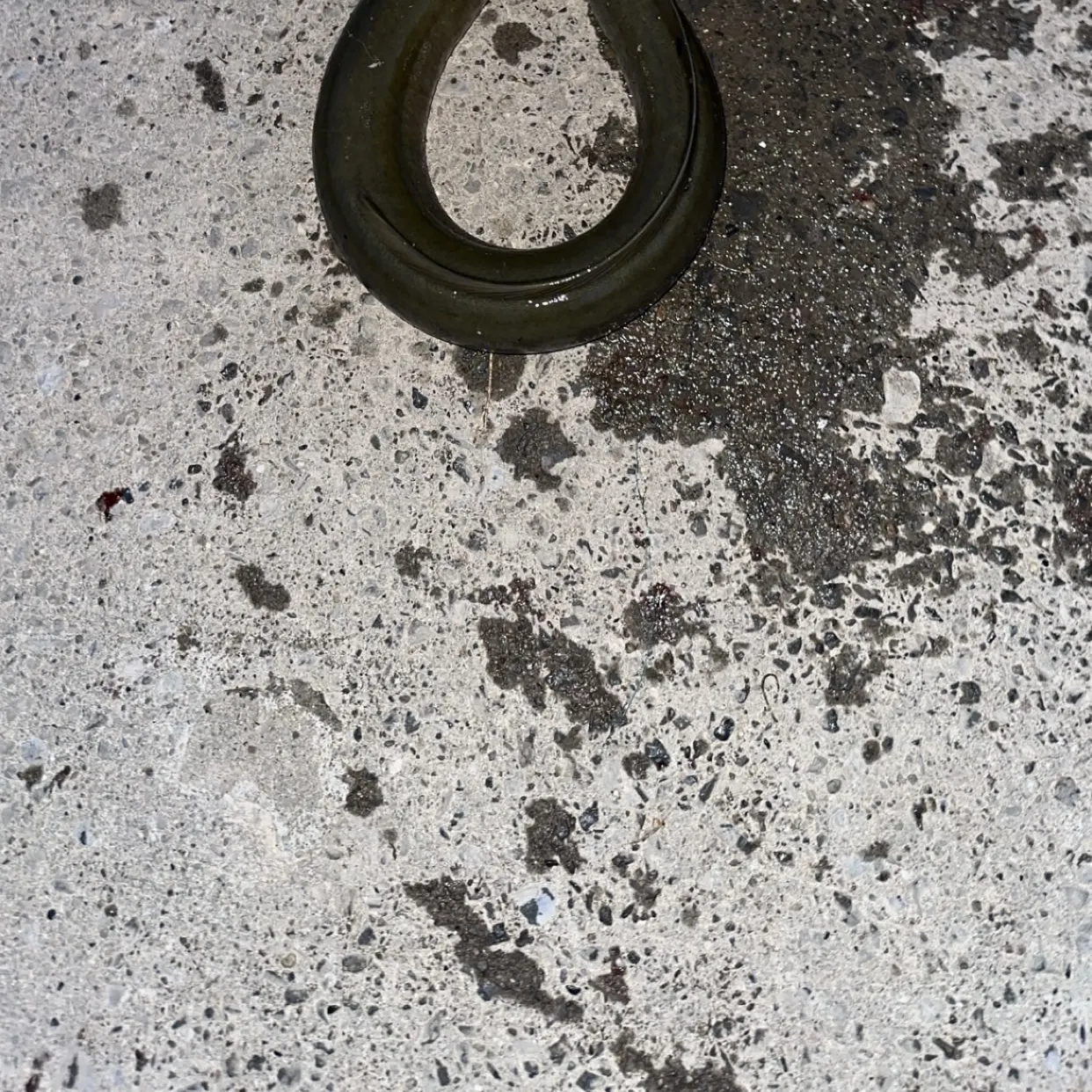 American eel caught on Fishbrain