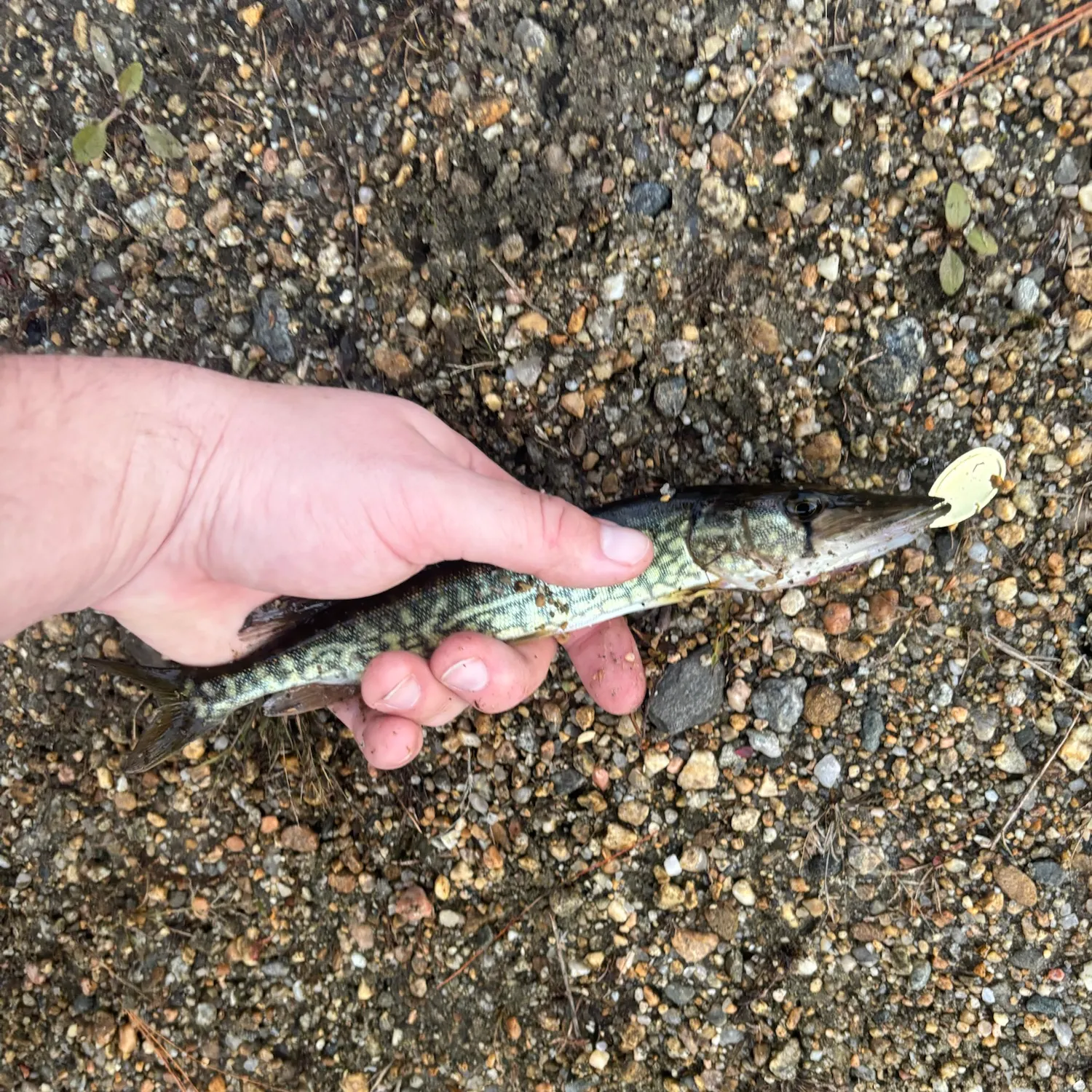 Chain pickerel caught on Fishbrain