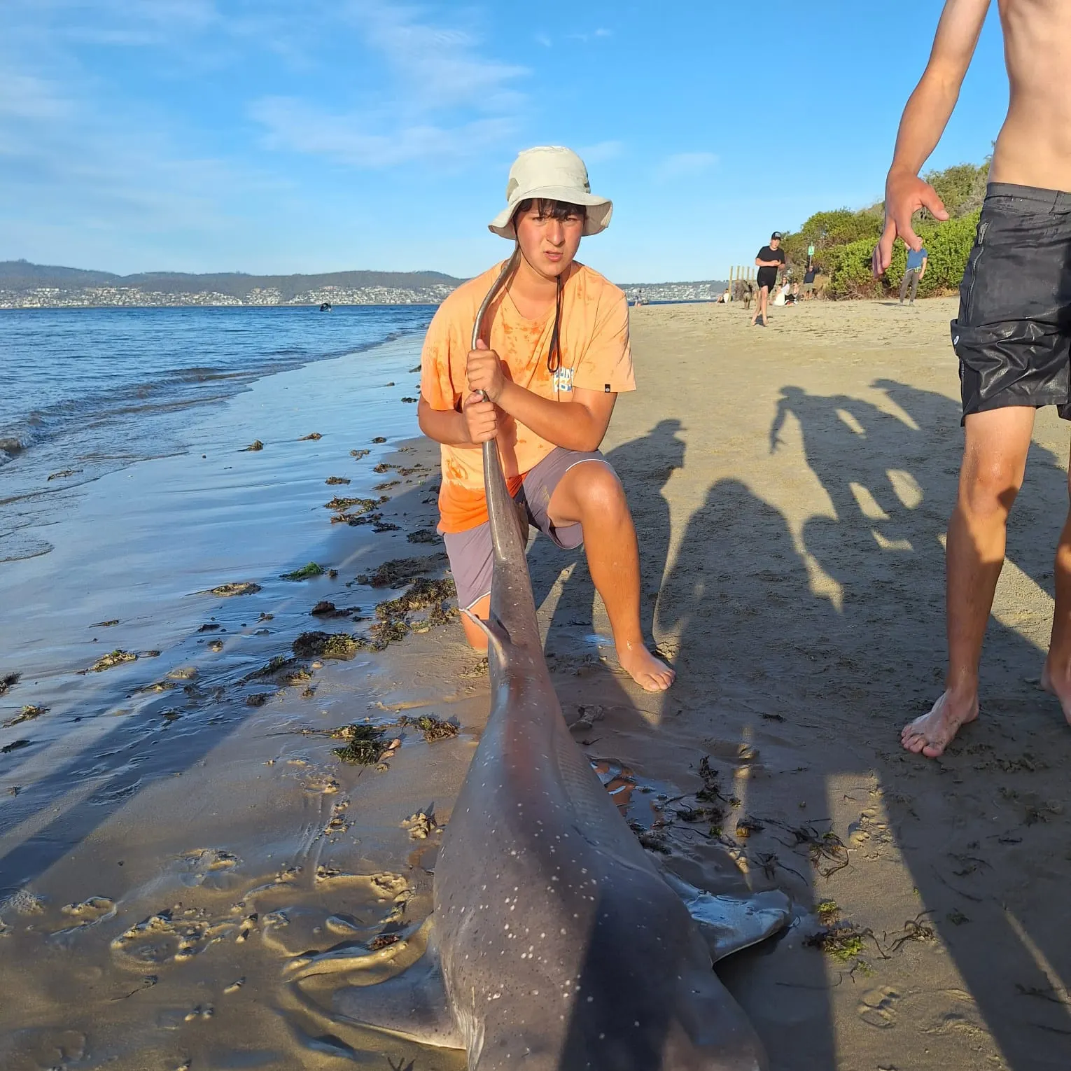 The most recent Broadnose sevengill shark catches on Fishbrain