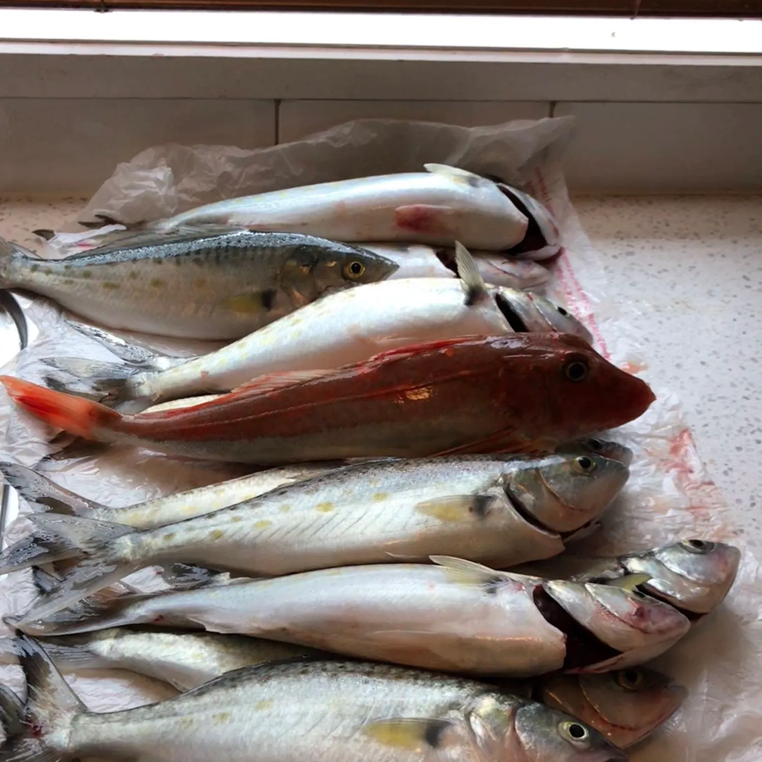 recently logged catches