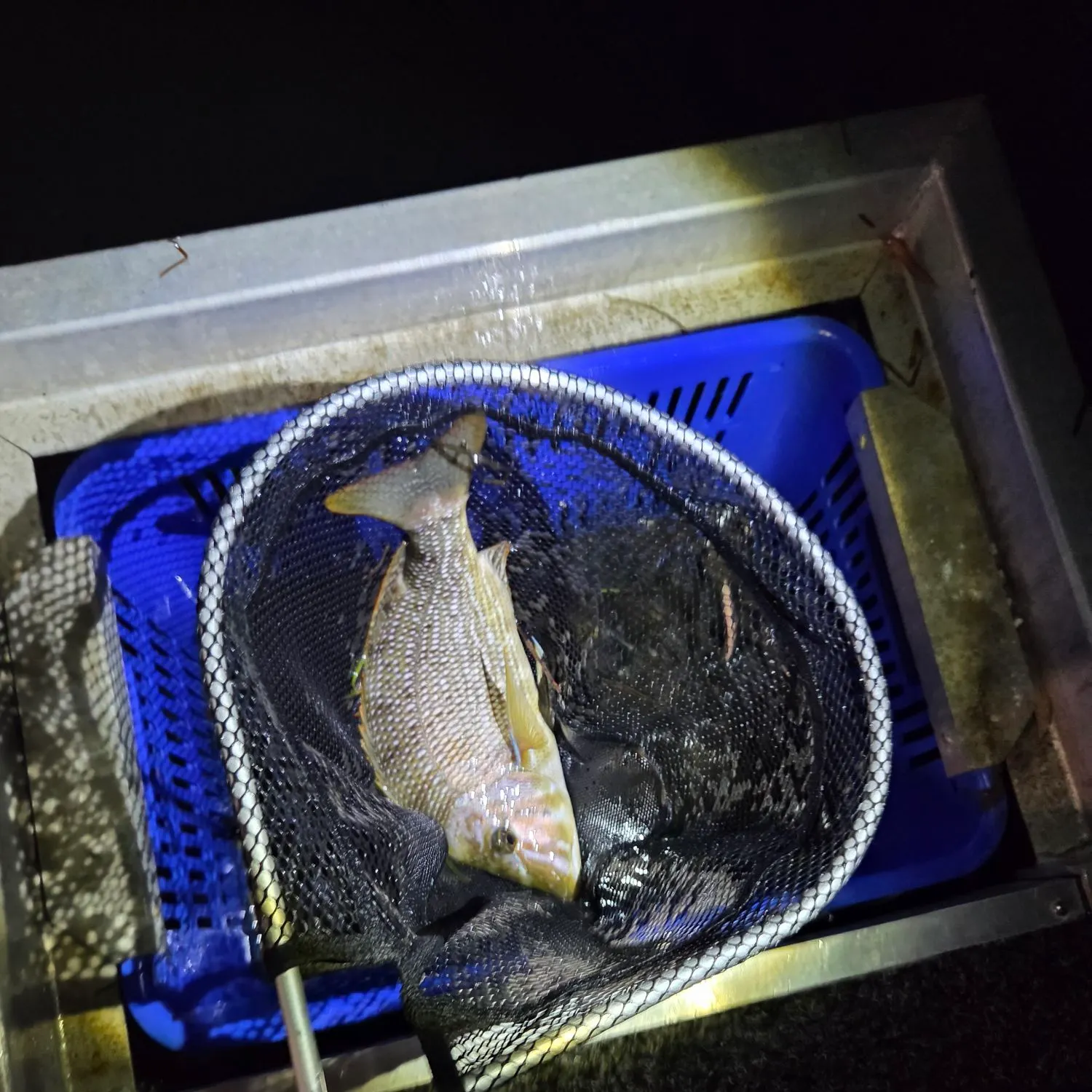 John's snapper caught on Fishbrain