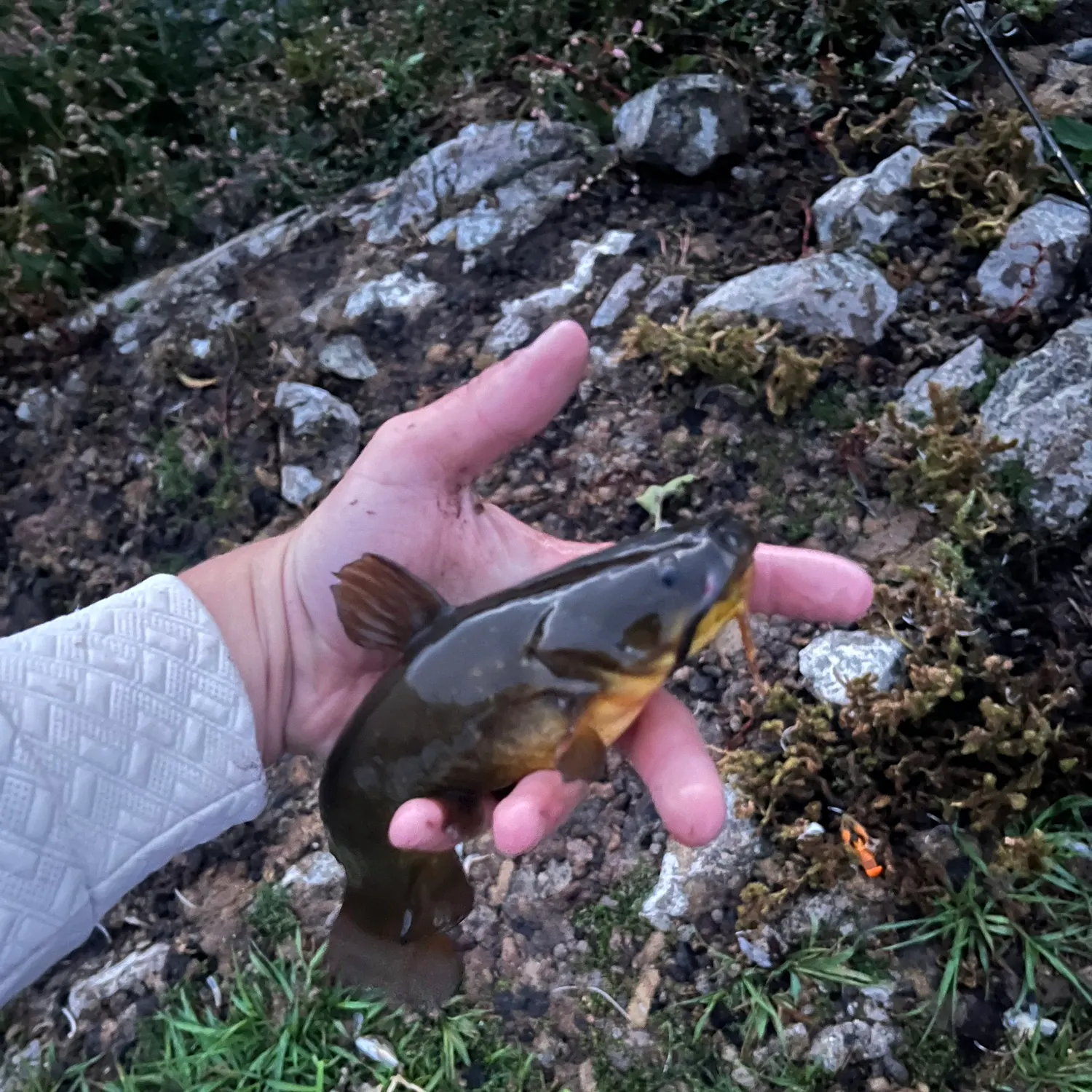 Yellow bullhead caught on Fishbrain