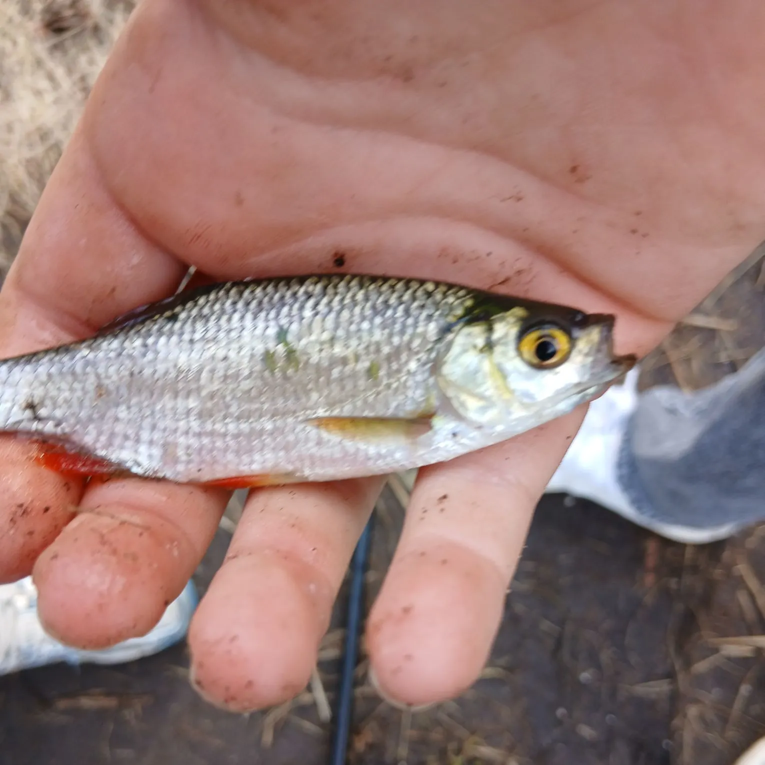Common roach caught on Fishbrain