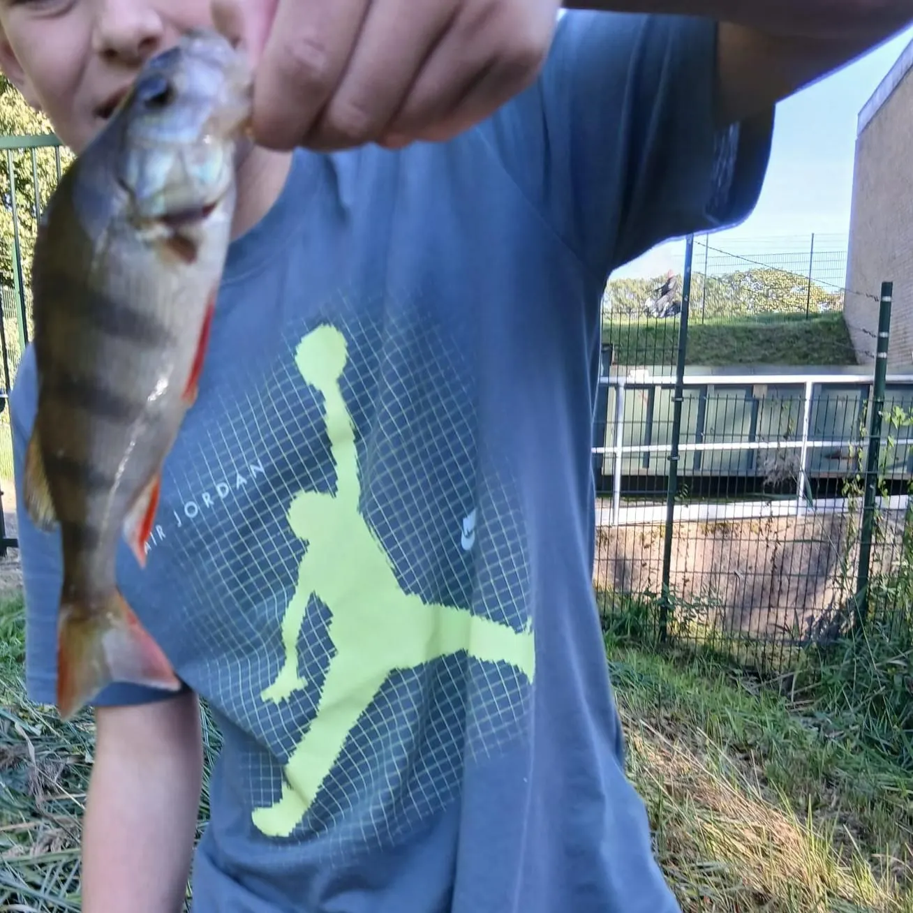 European perch caught on Fishbrain