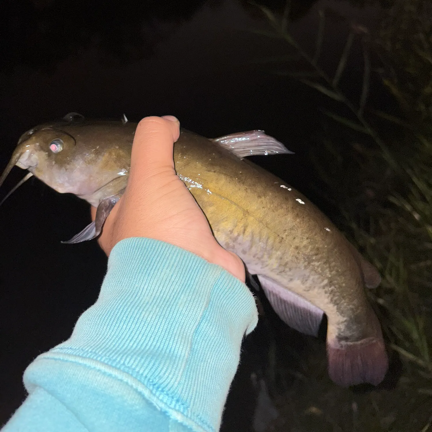 Brown bullhead caught on Fishbrain