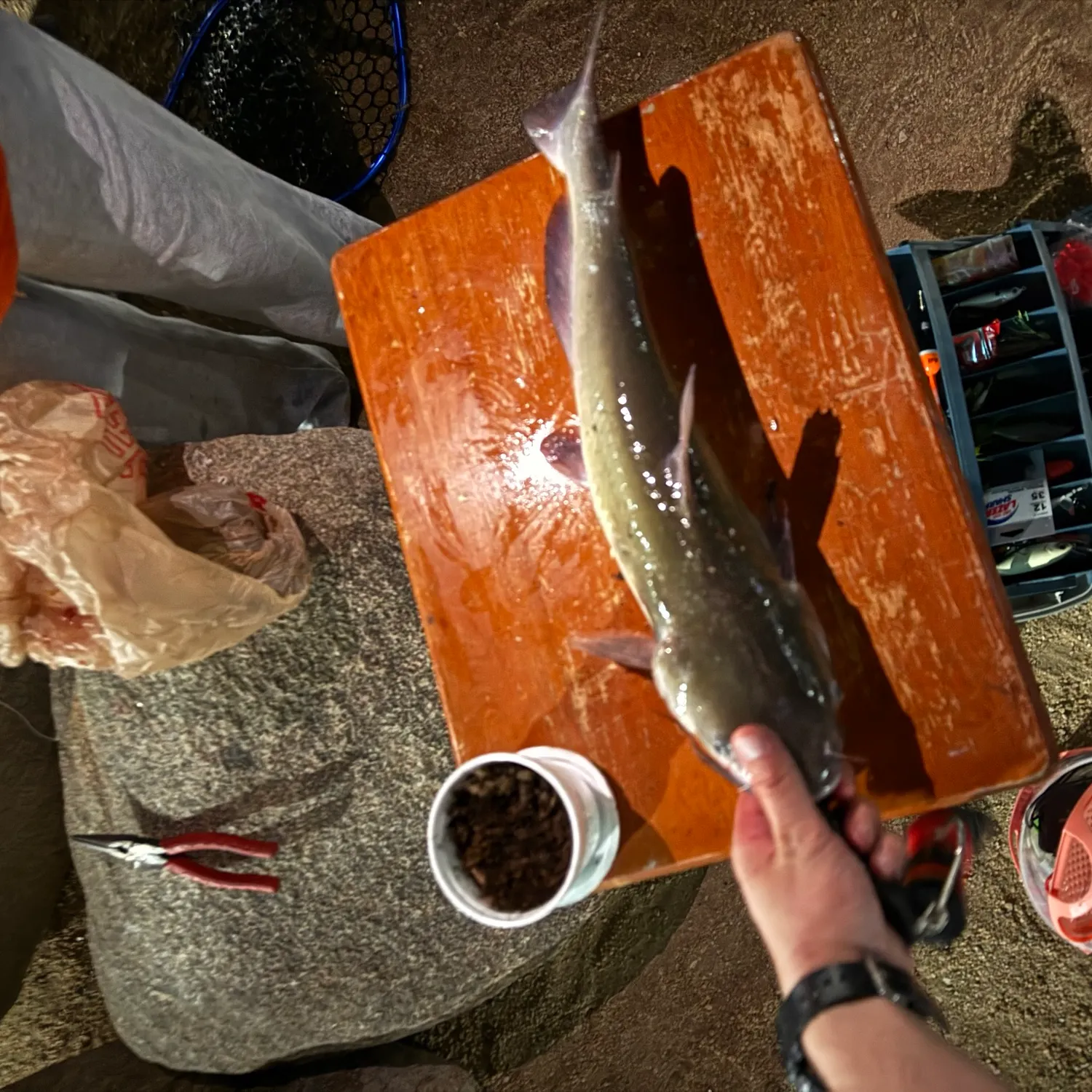 Channel catfish caught on Fishbrain