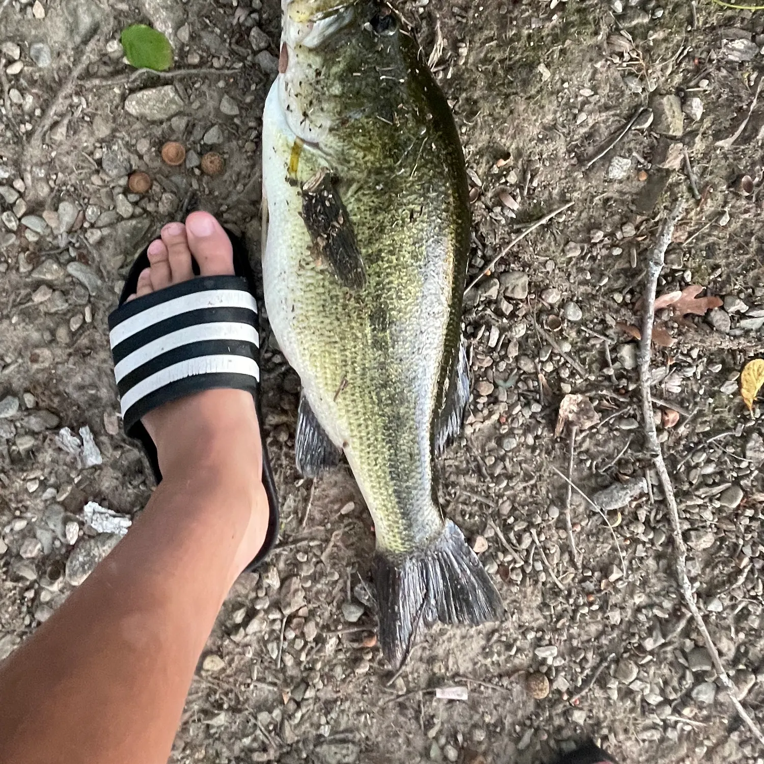 Largemouth bass caught on Fishbrain