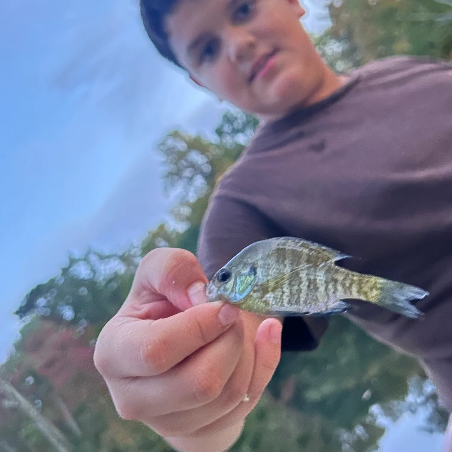 Bluegill caught on Fishbrain