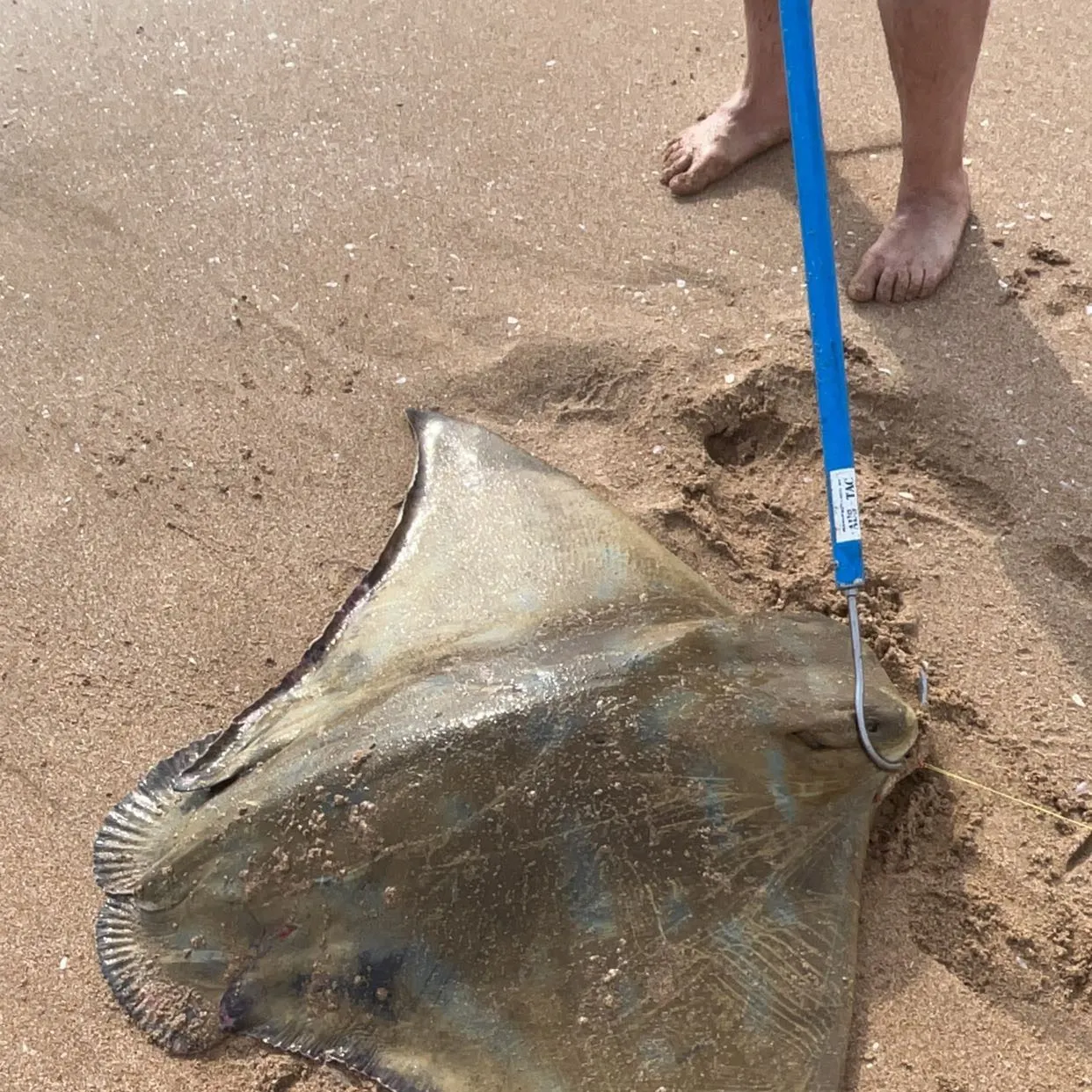 The most recent Australian bull ray catches on Fishbrain