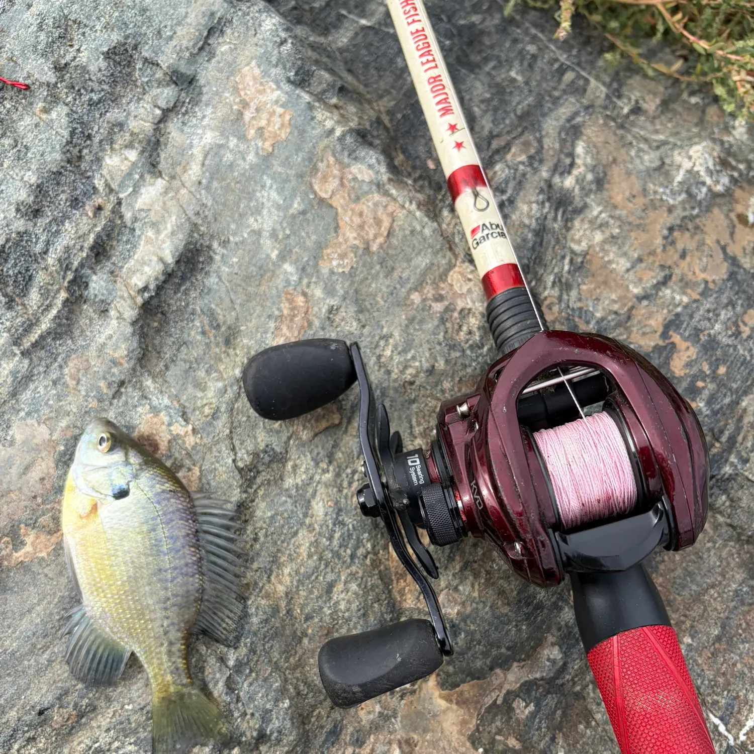 Bluegill caught on Fishbrain