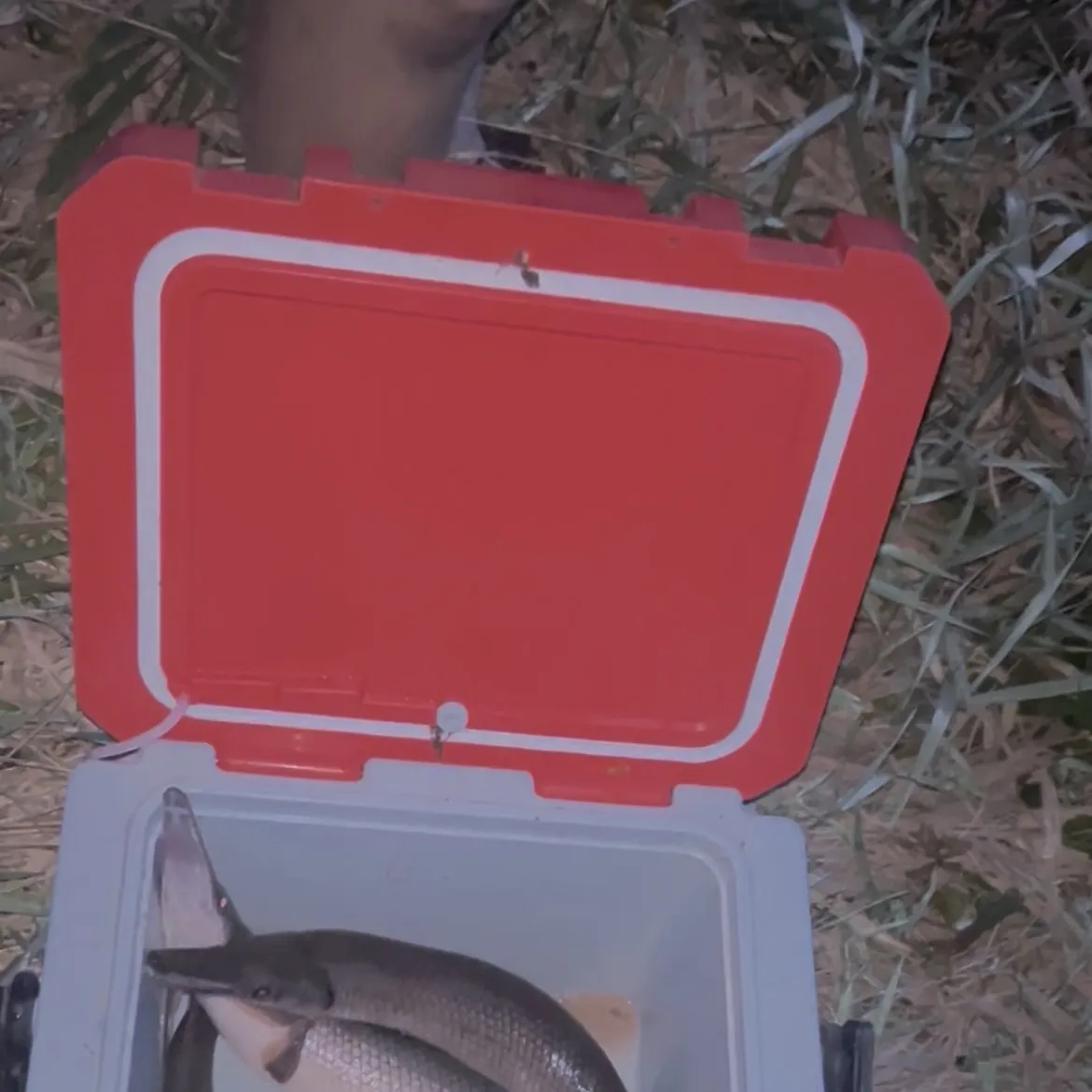 Shortnose gar caught on Fishbrain