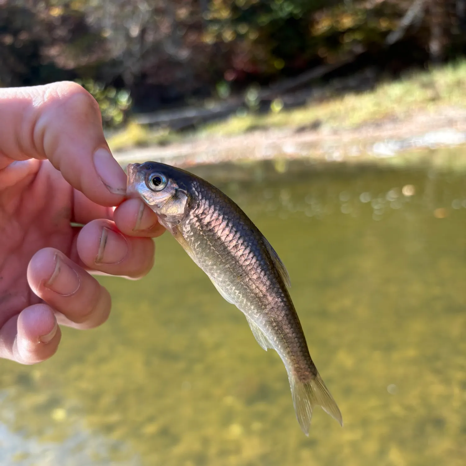 Common shiner caught on Fishbrain