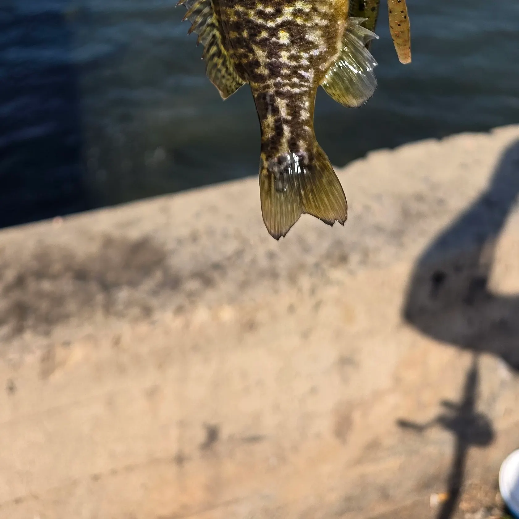 Pumpkinseed caught on Fishbrain