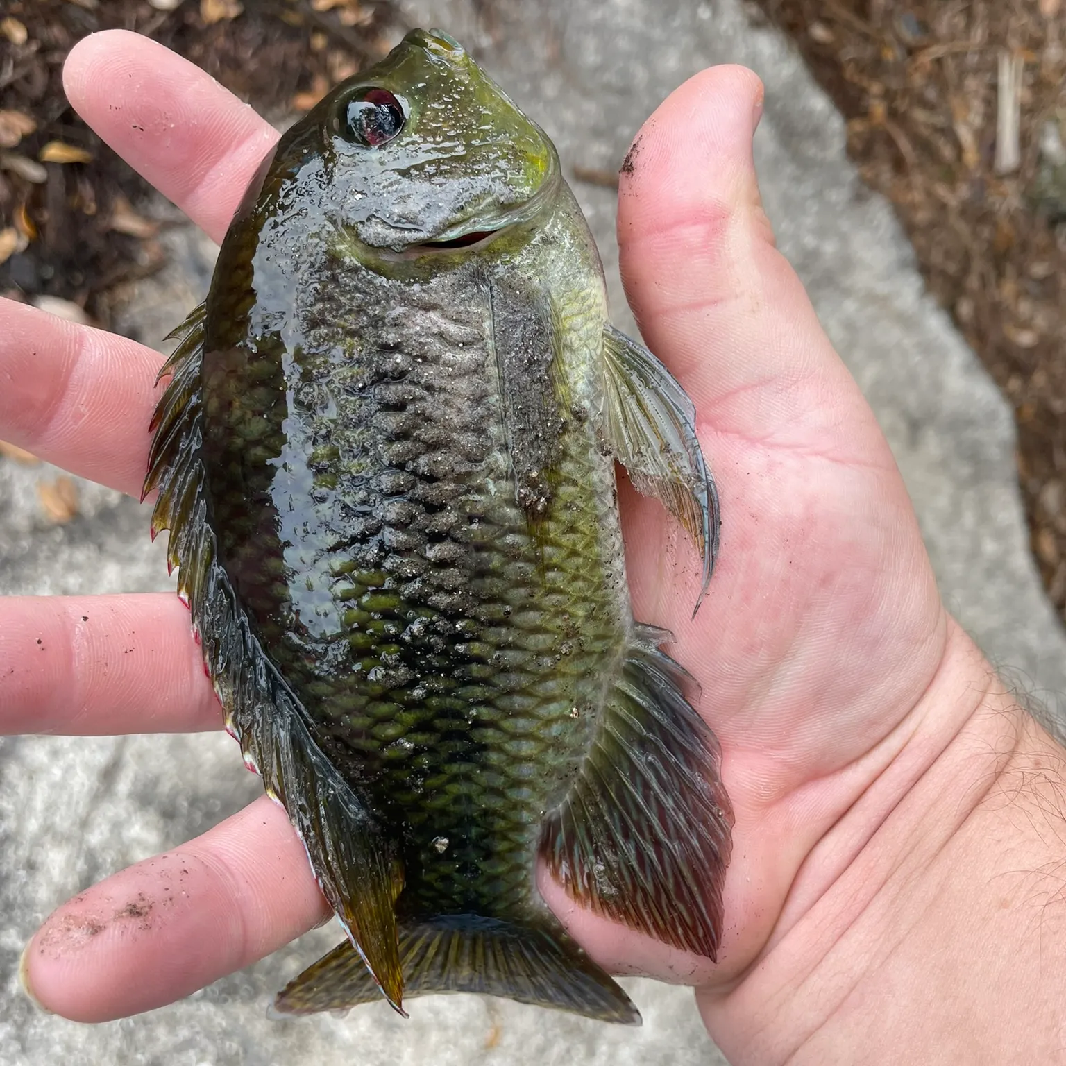 The most recent Spotted tilapia catches on Fishbrain