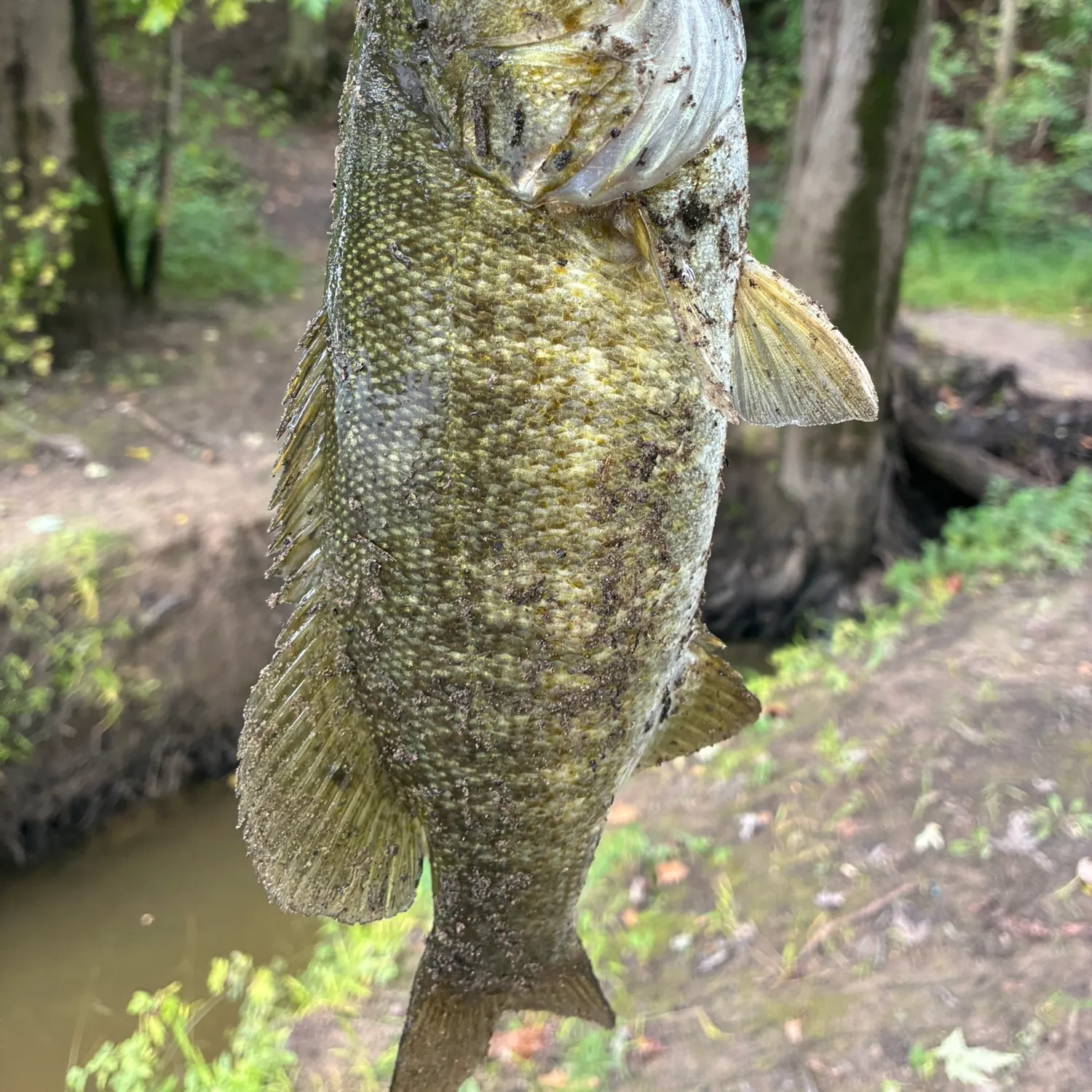 Smallmouth bass caught on Fishbrain