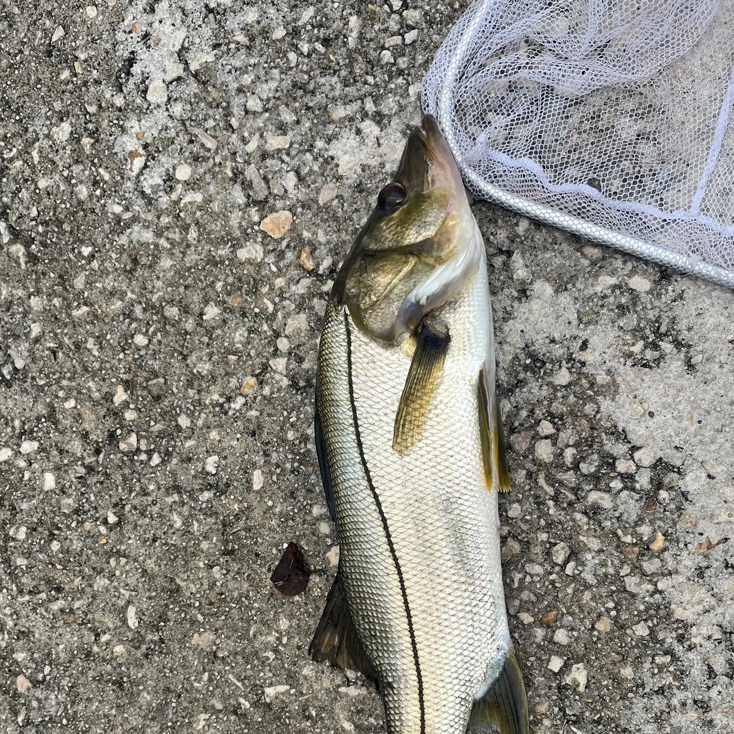 Common snook caught on Fishbrain