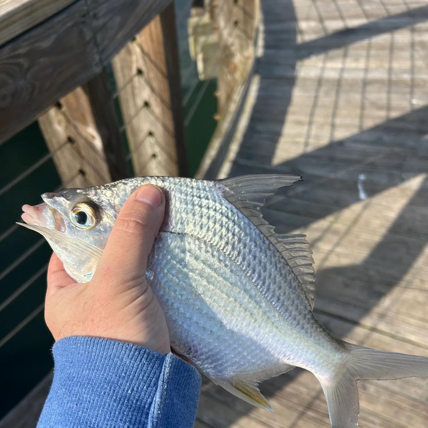 The most recent Striped mojarra catches on Fishbrain